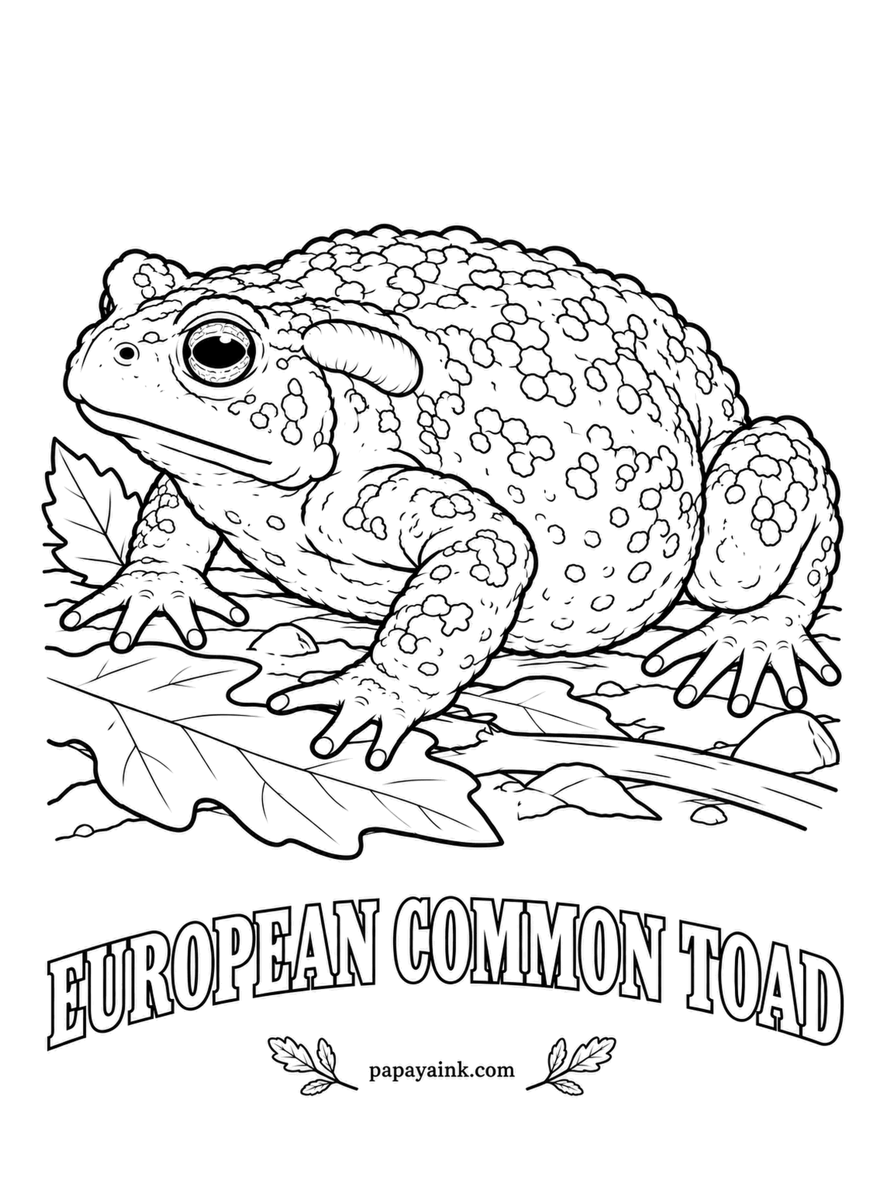 Amphibian Coloring Pages - Spring night, wet road, and a volunteer with a bucket: in many towns people carry European common toads across the street on their way to the breeding pond. It walks more than it hops. Copper eyes with a horizontal pupil, warty brown or olive skin.
