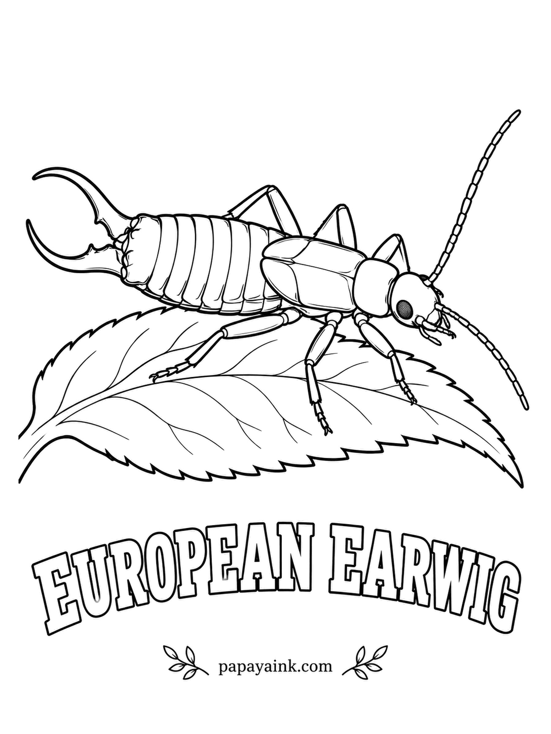 Insect Coloring Pages - Earwigs do not crawl into ears; the name is an old rumor. They are surprisingly devoted parents, though: the mother guards her eggs through the winter and keeps them clean. Curved pincers mean a male. Glossy reddish brown, tan legs.