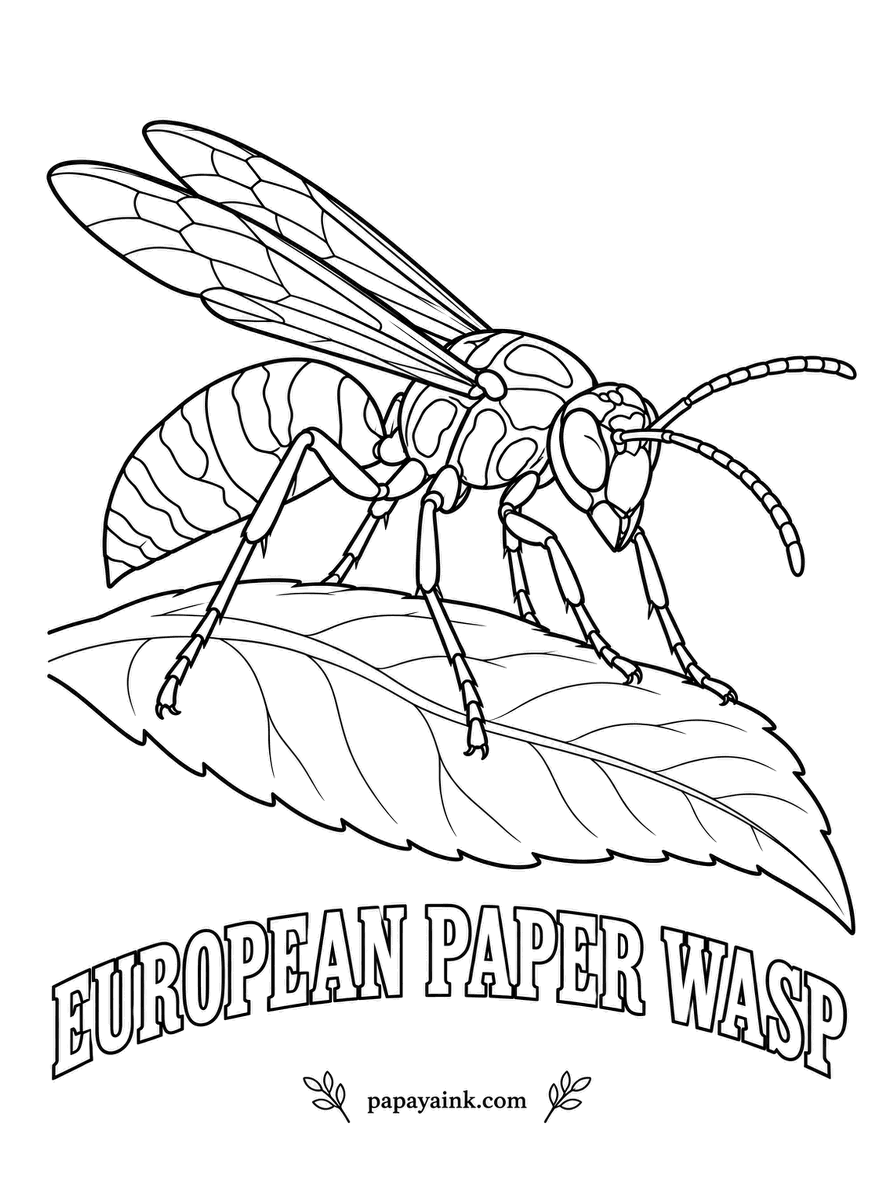 Insect Coloring Pages - Wasps were making paper long before people were: they chew wood fiber into pulp and shape it as an open, umbrella-shaped comb. The European paper wasp has bright orange antennae, worth saving your best orange pencil for.