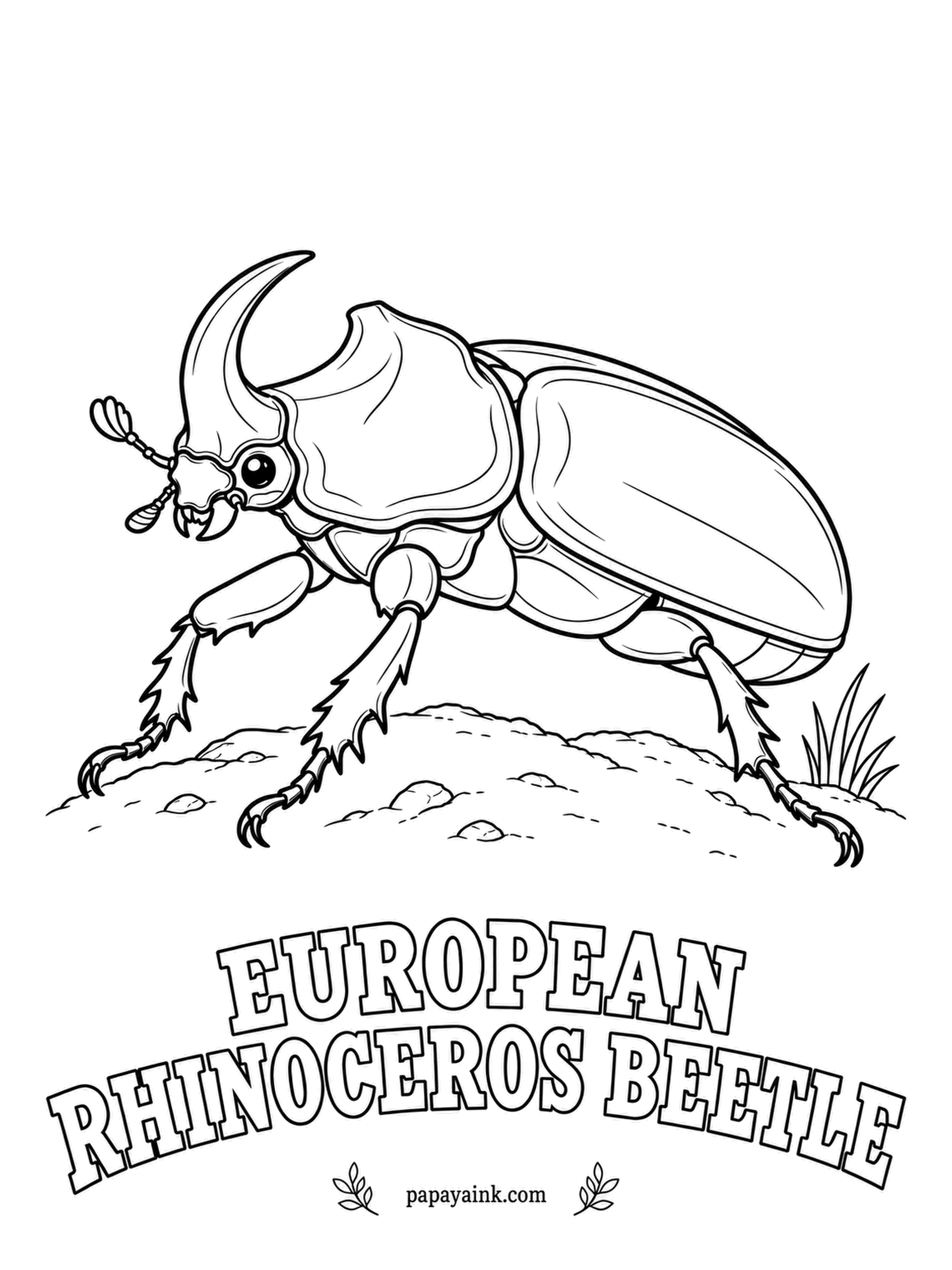 Beetle Coloring Pages - A single curved horn, set on the head rather than the thorax, marks the European rhinoceros beetle. Its grubs grow up in compost heaps and old sawdust, so gardeners meet them more often than the adults. Chestnut brown with a bright shine.