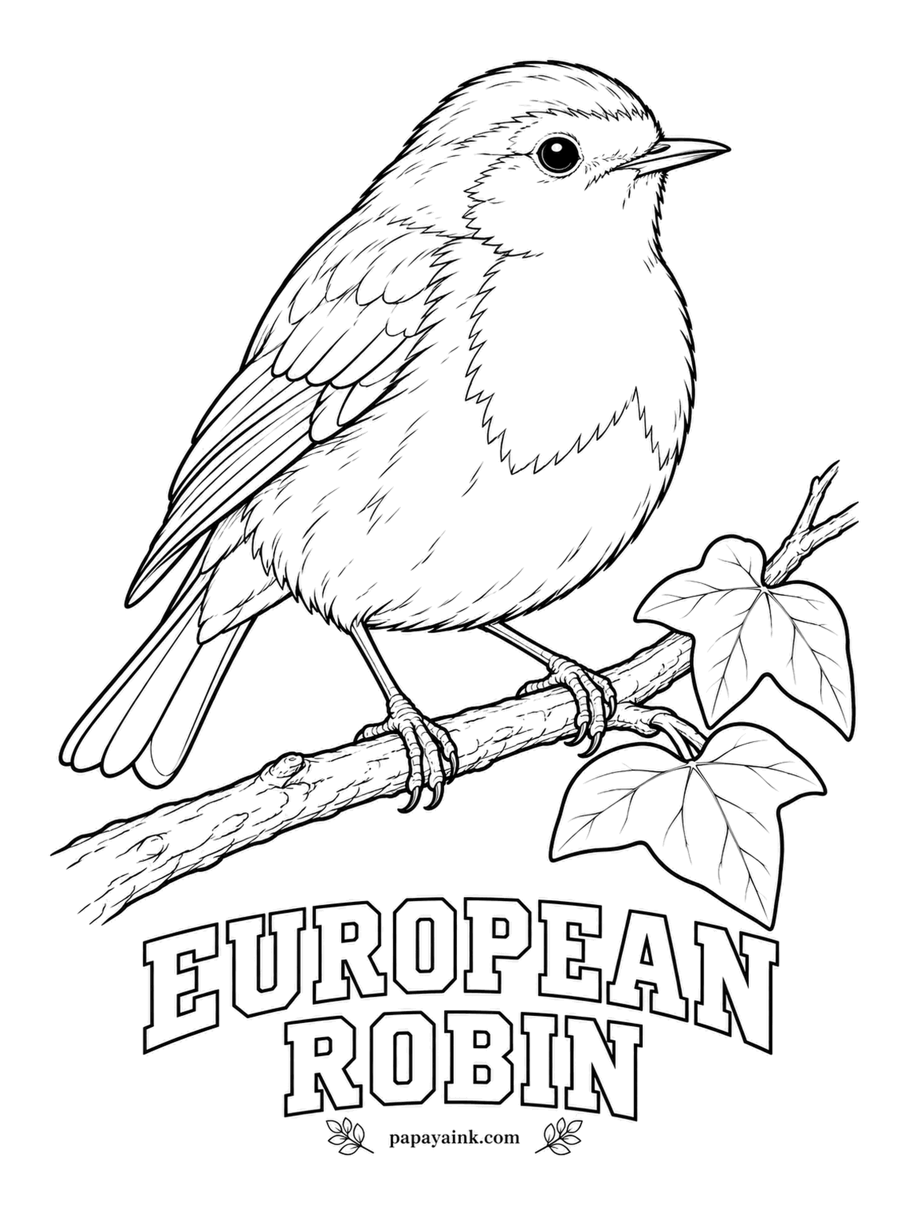 Printable Bird Coloring Pages - Settlers in America named their own red-breasted thrush after this little robin from home. The European Robin follows gardeners for the worms a spade turns up. Orange face and breast, a blue-gray edge around it, olive-brown back, white belly.
