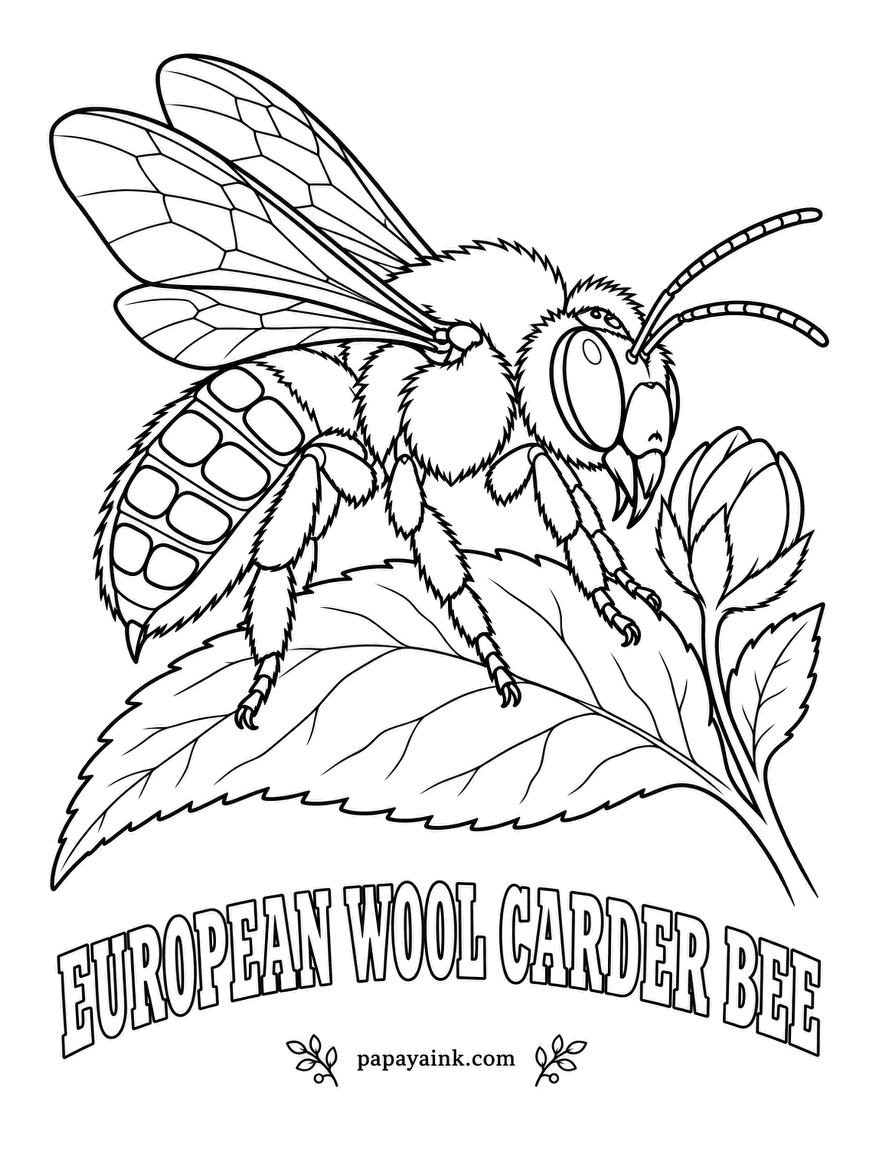 Insect Coloring Pages - Wool carder bees shave the fuzz off lamb's ear leaves and roll it up in tiny cotton balls to line their nests. Males guard flower patches like nightclub bouncers. Black all over, with a row of yellow spots down each side.