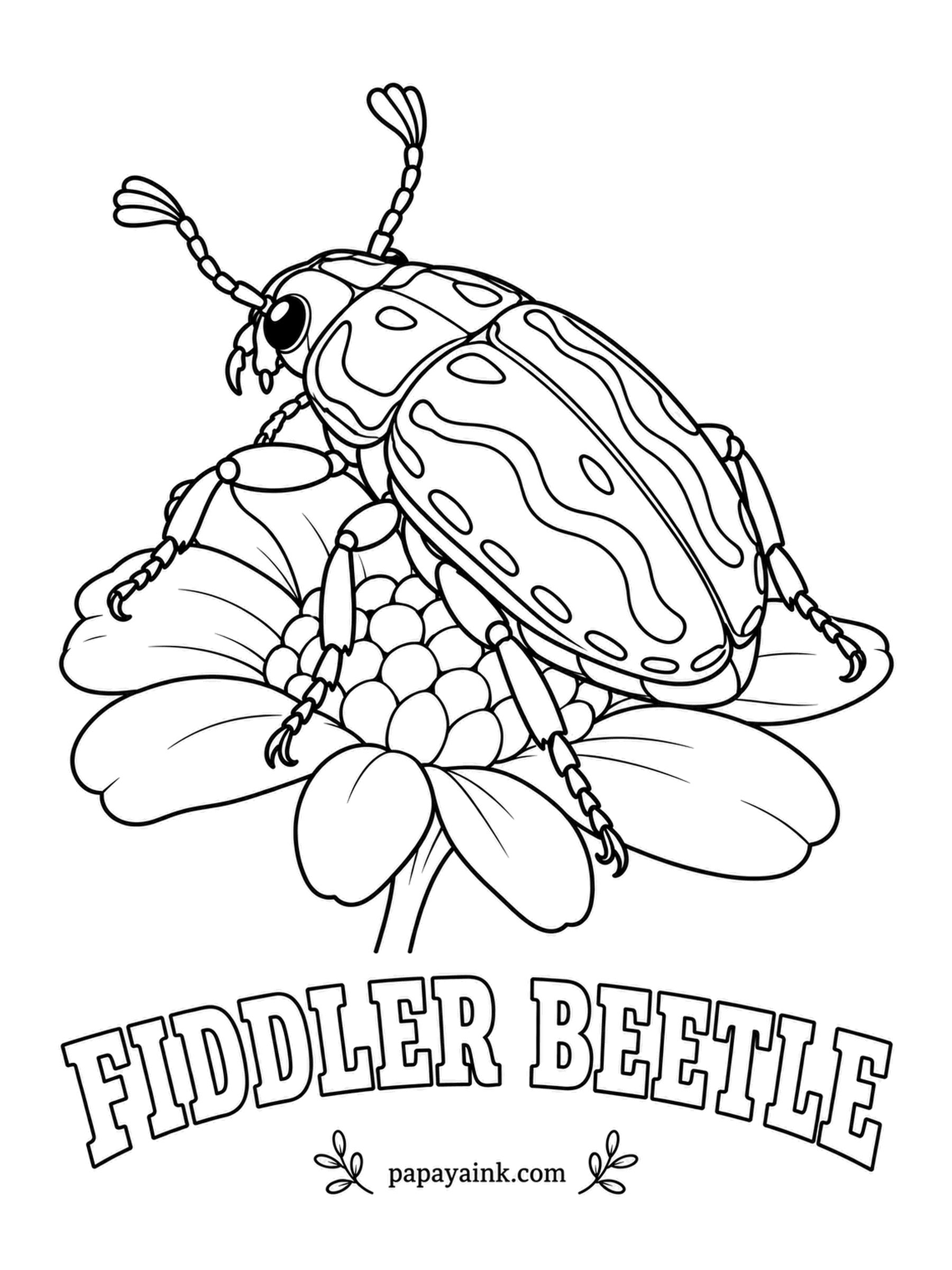 Beetle Coloring Pages - Squint at the back of an Australian fiddler beetle and the lime-green markings on black trace the outline of a violin. Adults spend summer days face-down in eucalyptus blossoms. Paint the swirls bright green, everything else inky black.