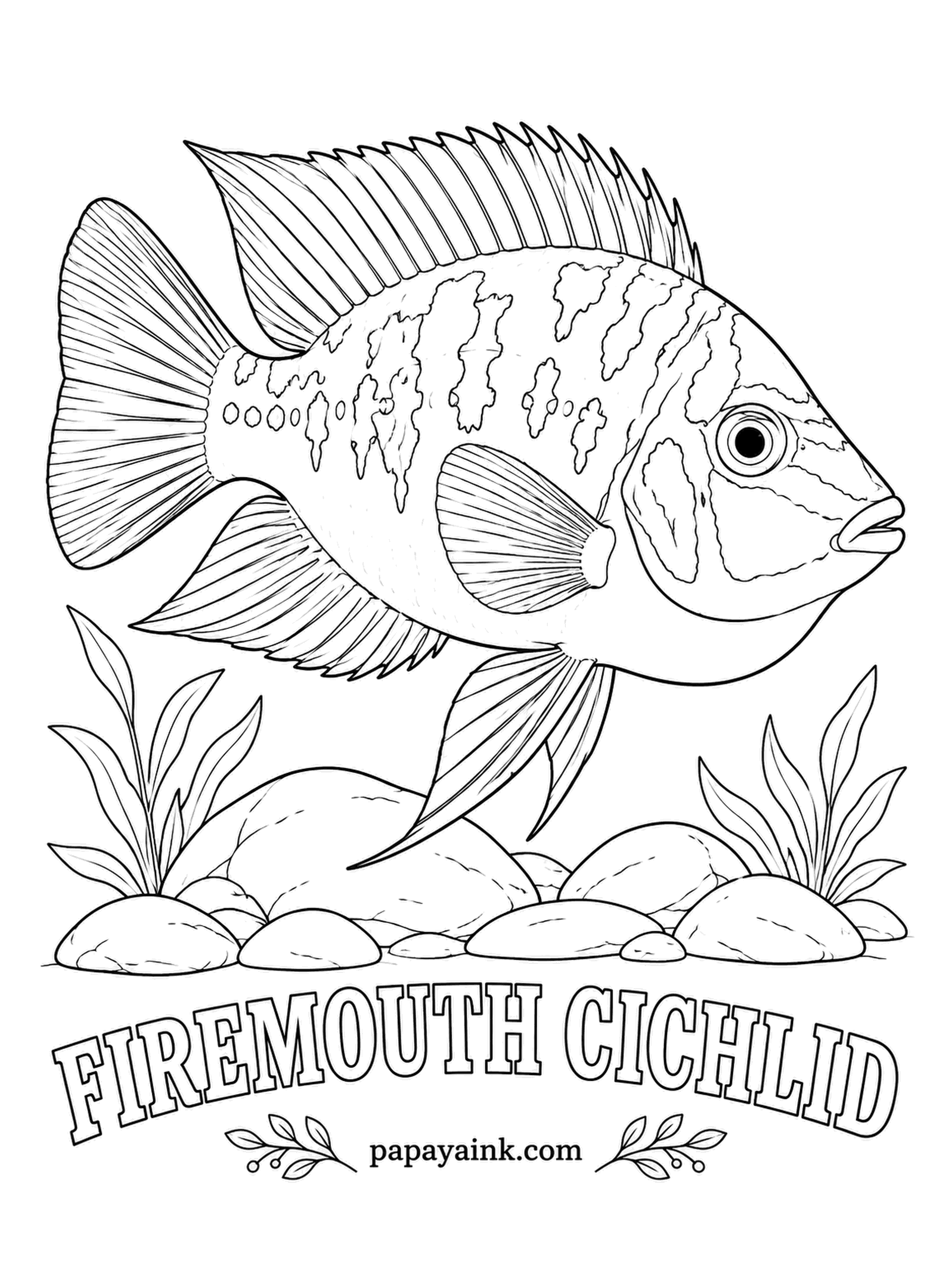 Aquarium Fish Coloring Pages - When a rival comes close, this cichlid of southern Mexico and Guatemala flares its gill covers to show a throat as red as a hot coal, and most standoffs end right there. Red throat, blue-gray body, a dark spot on each gill cover.