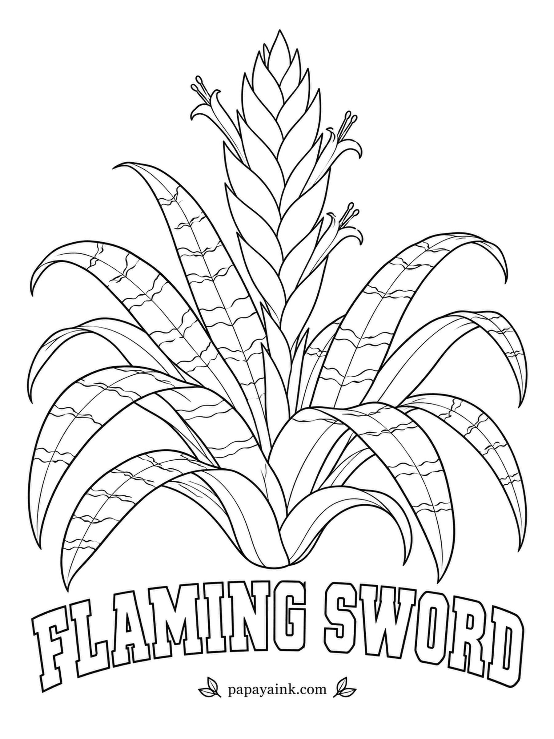 Realistic Flower Coloring Pages - Out of a vase of leaves banded like a zebra rises a flat red spike. Flaming sword is a bromeliad from the Guiana Highlands, and the spike stays bright for months. Fire red sword, small yellow flowers.