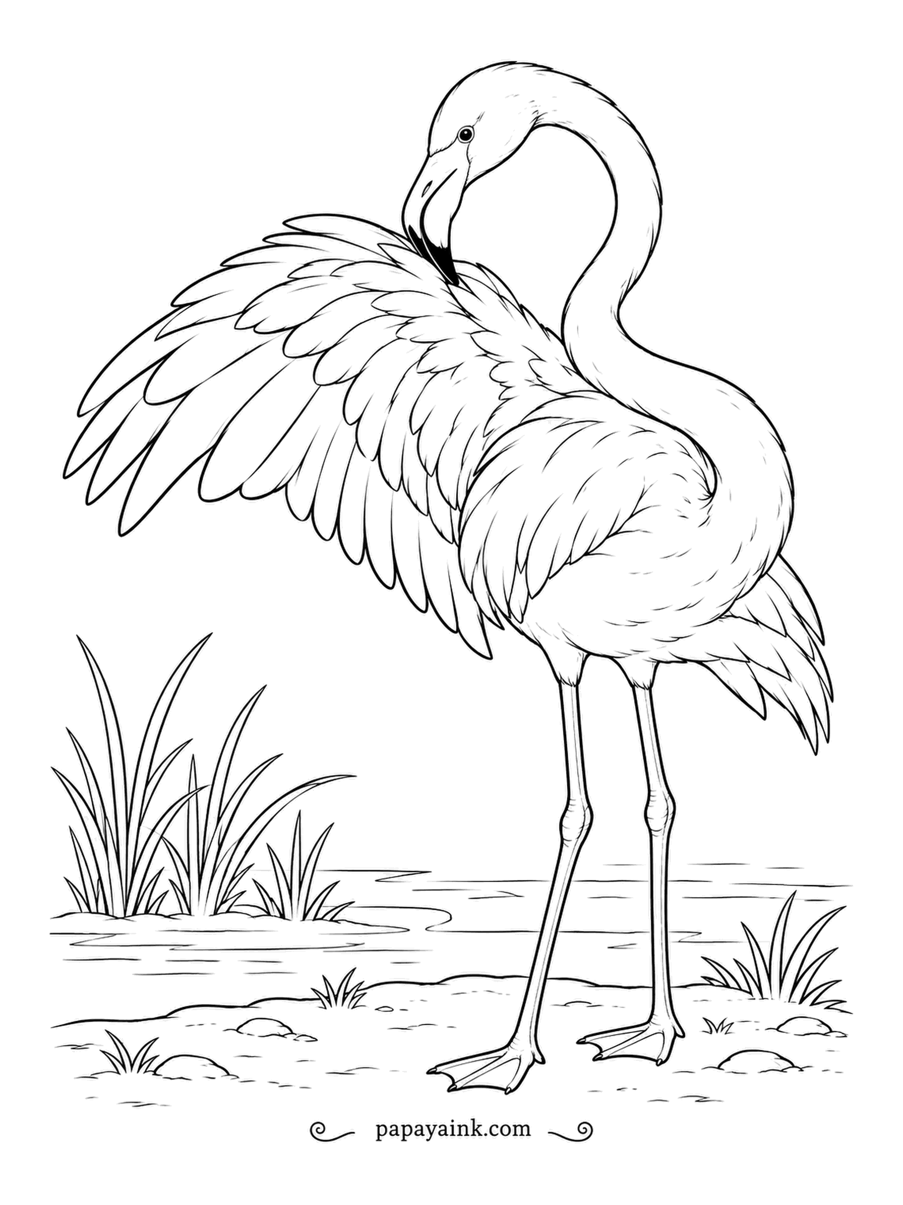 Flamingo Coloring Pages - Flamingo pink comes from food - pigments in algae and brine shrimp - and the birds even rub color-rich oil from a preen gland onto their feathers. This one is grooming an open wing by the water. Detailed plumage.