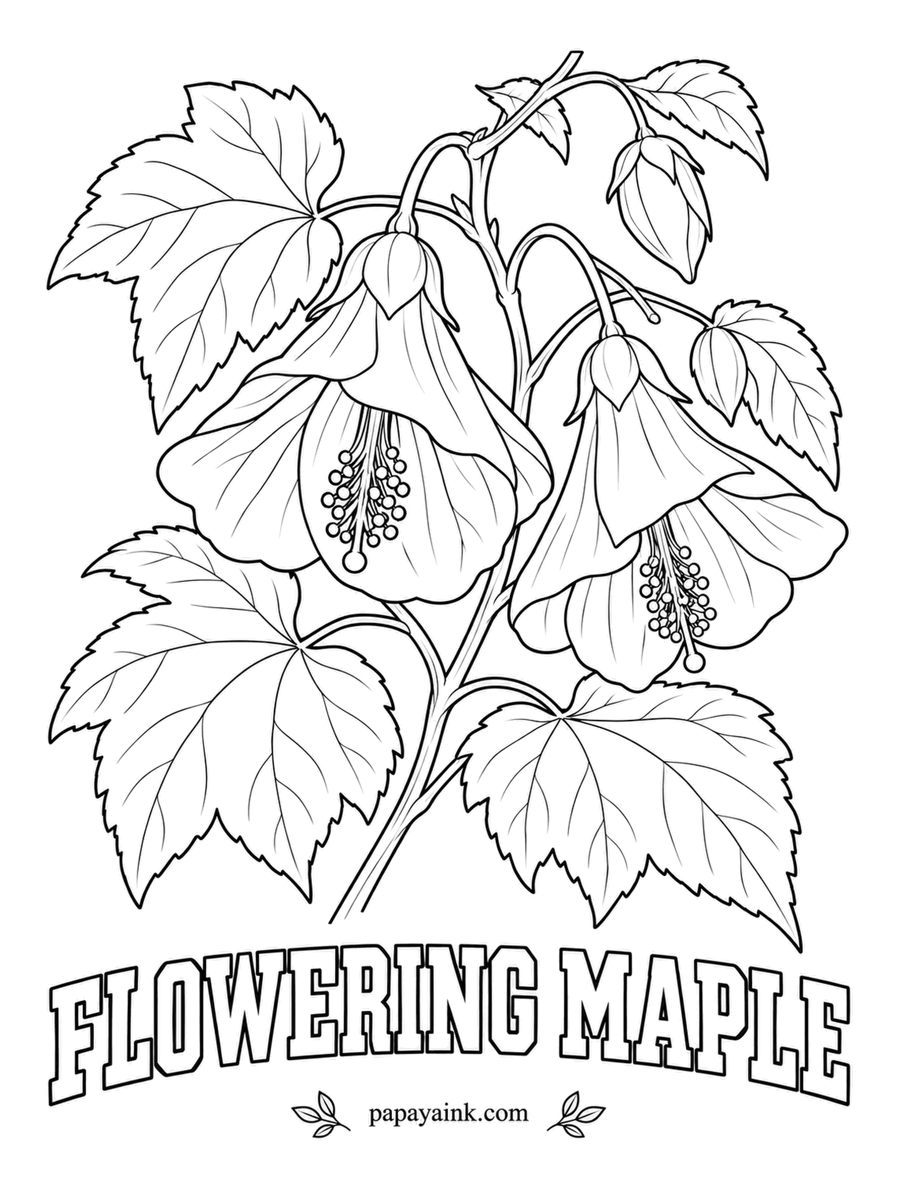Realistic Flower Coloring Pages - Lantern blooms dangle on thin stems, each with a tassel of stamens hanging from its mouth. Flowering maple is no maple at all but a cousin of hibiscus; only the leaves resemble one. Apricot or golden lanterns with darker veins.