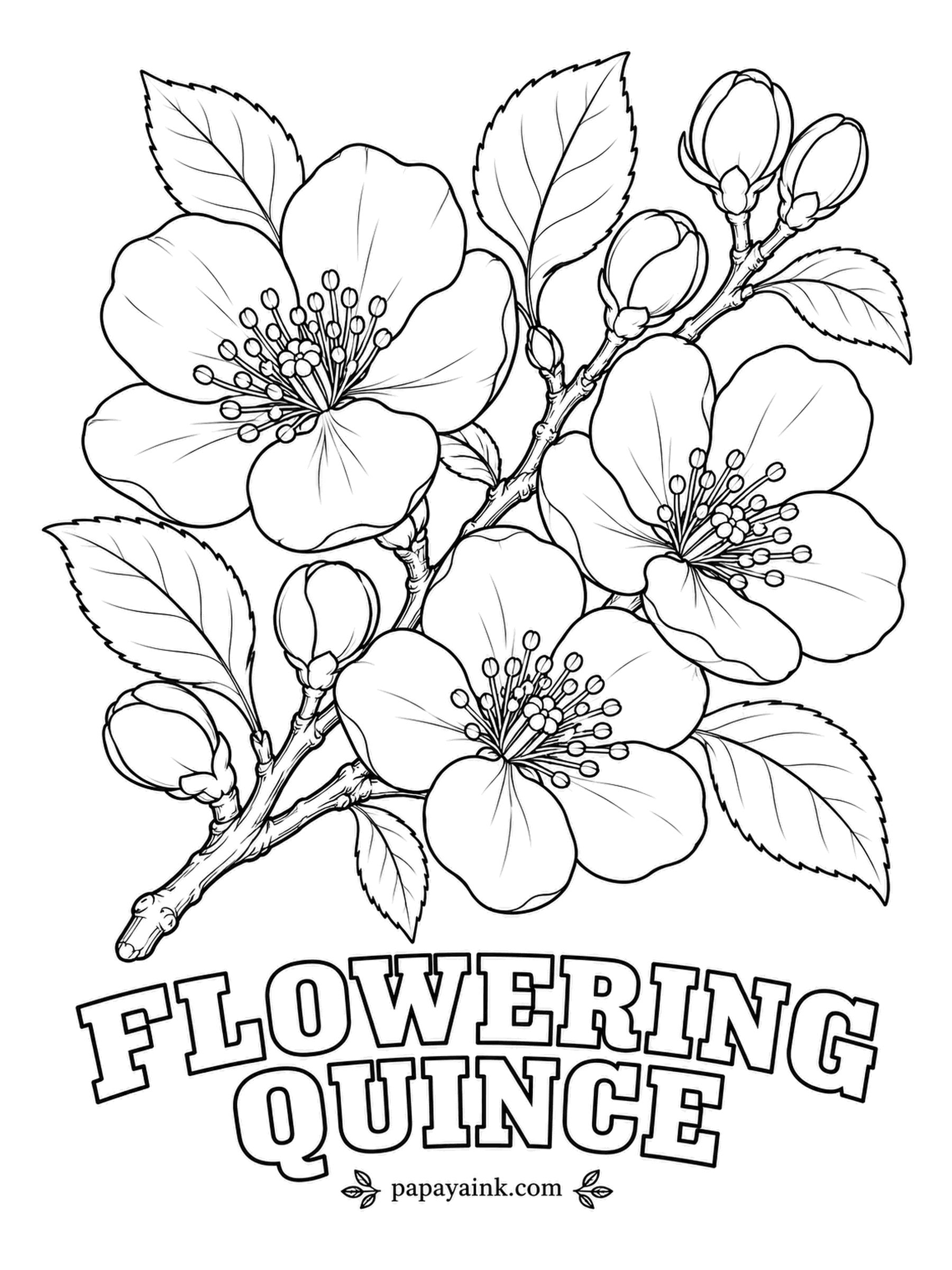 Realistic Flower Coloring Pages - Rounded blossoms crowd along the twigs at winter's end, often before the leaves catch up. Flowering quince is a tough shrub that later sets small, hard, fragrant fruits. Coral red, salmon or apple-blossom pink, with gold stamens.