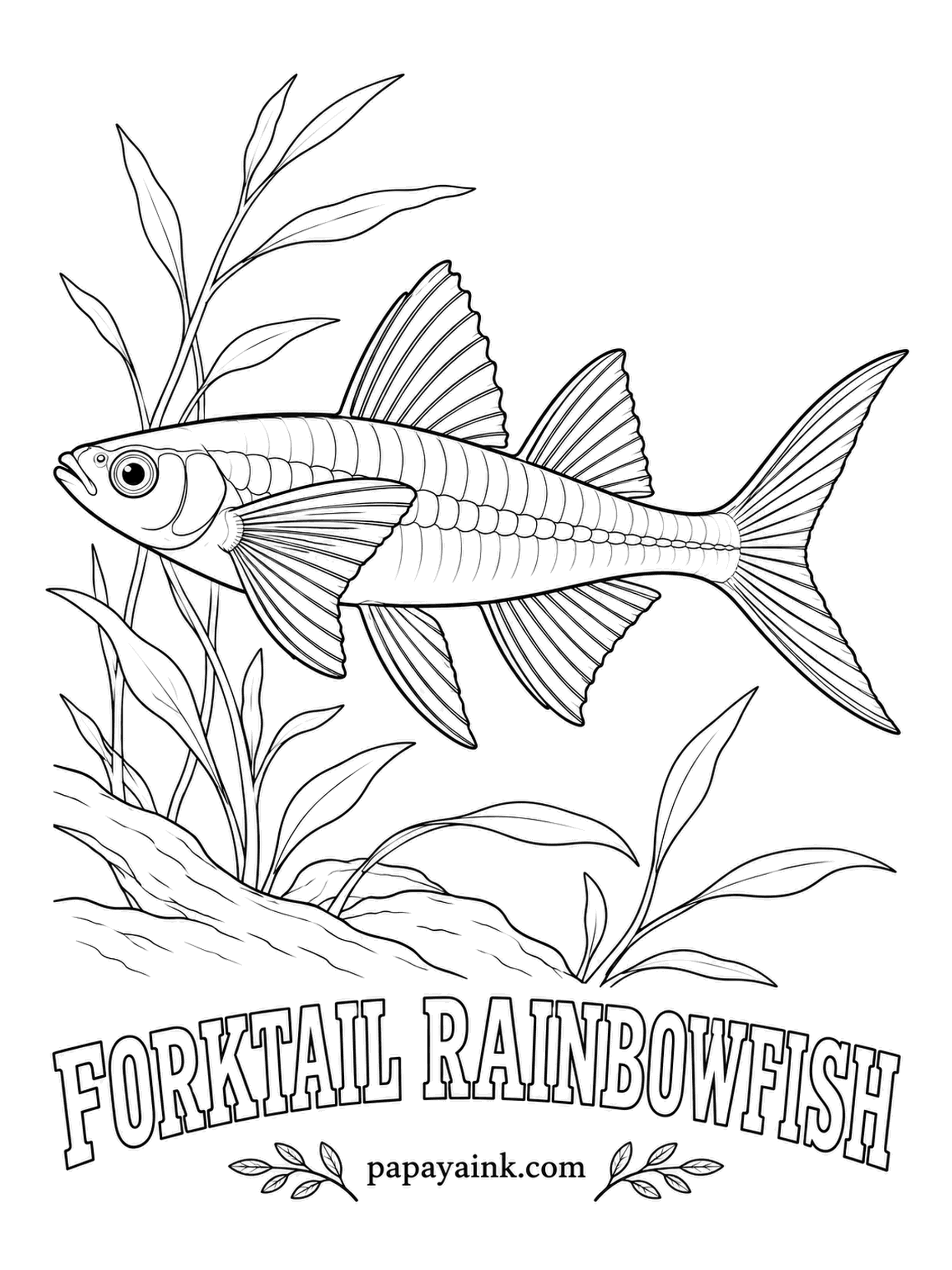 Aquarium Fish Coloring Pages - Barely longer than a thumb, the forktail rainbowfish wears bright lemon fins and a vivid blue eye, so hobbyists call its family the blue-eyes. Pale olive on the body, then pure yellow on every fin.