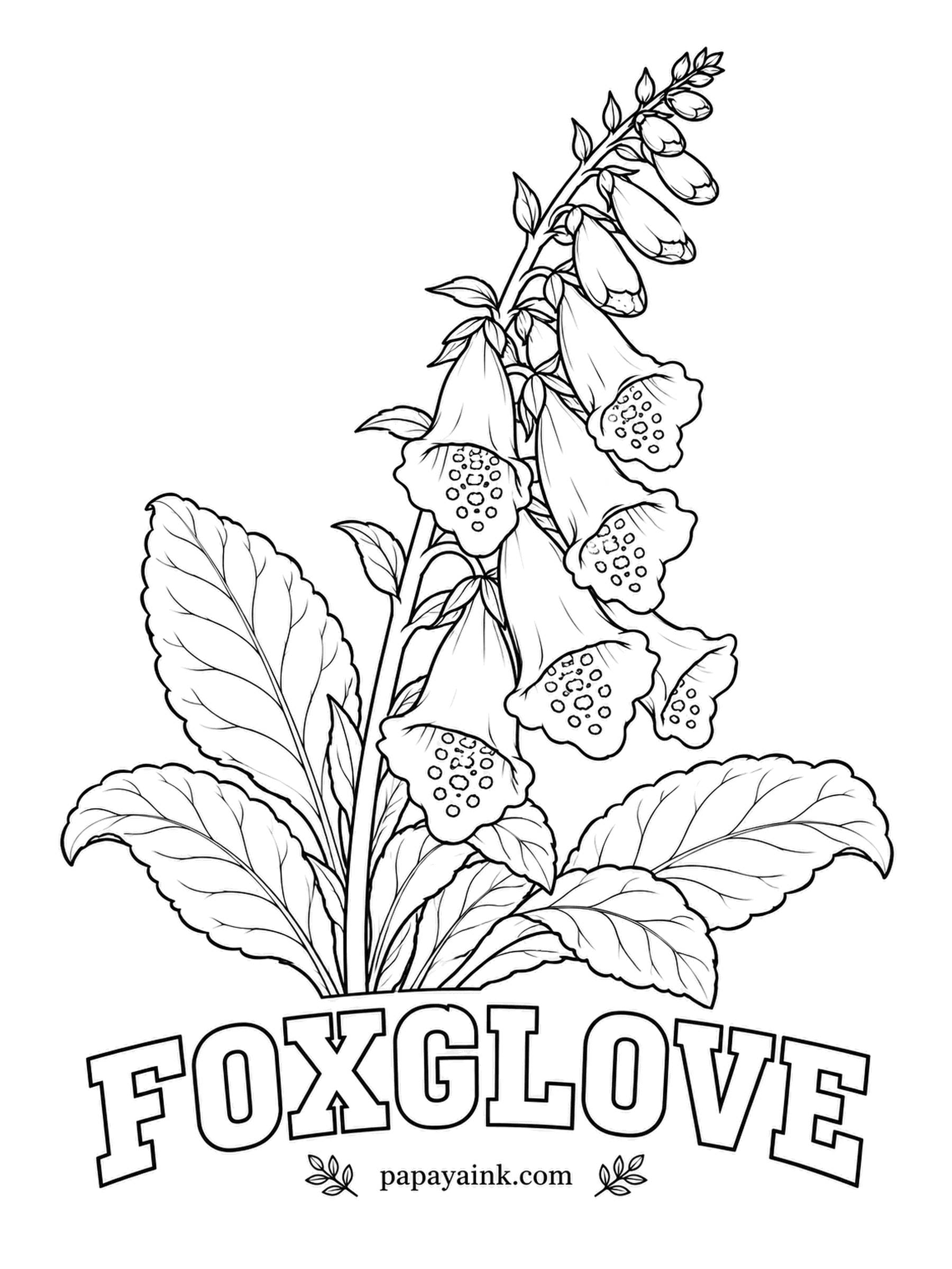 Free Flower Coloring Pages - Bumblebees climb right inside each bell, following the spotted path on the lower lip to reach the nectar. Purple-pink bells with dark spots ringed in white match the wild plant, and the downy leaves take a soft gray-green.