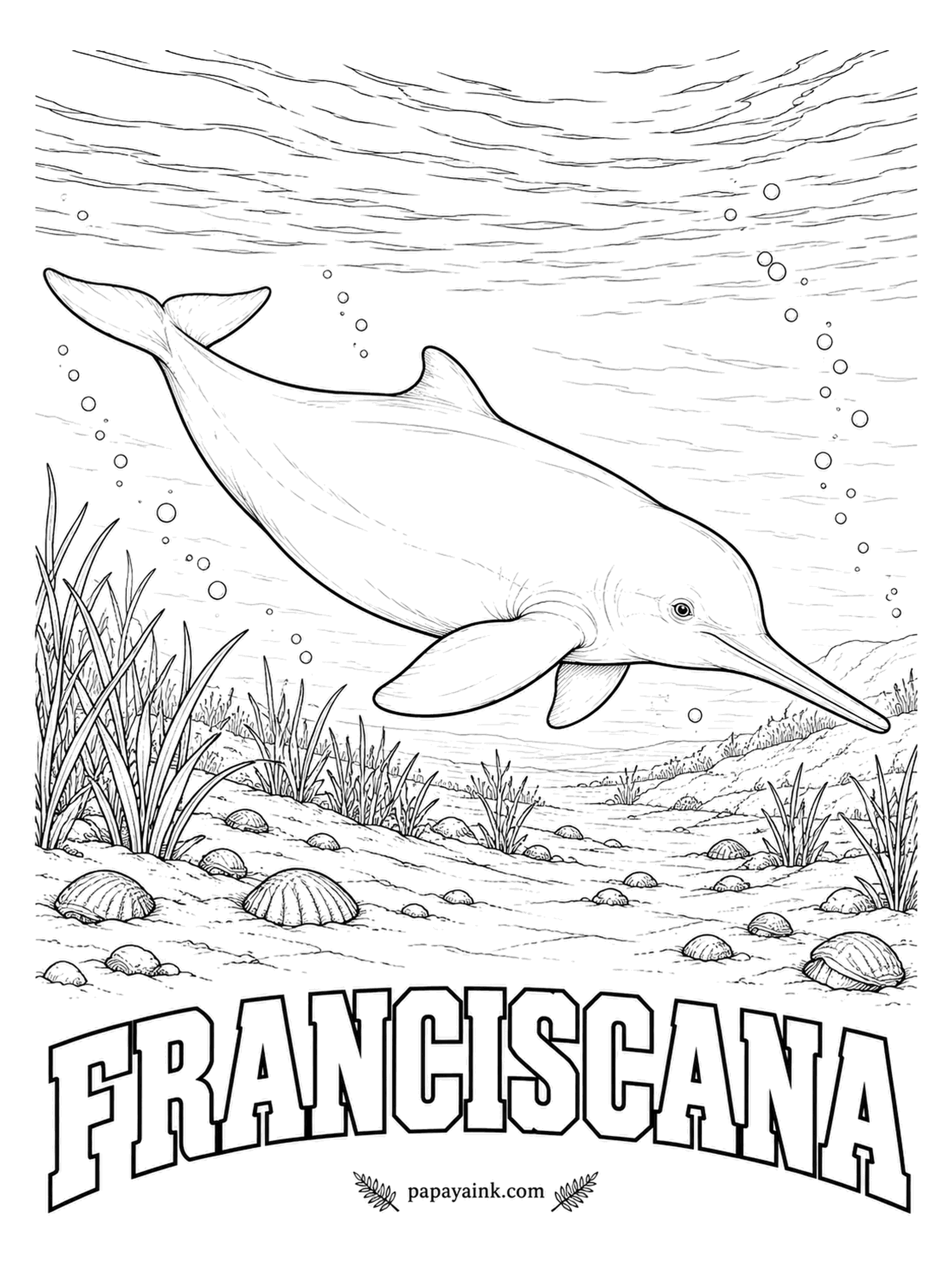 Whale Coloring Pages - For its size, no dolphin has a longer beak, a slender pair of tweezers for picking shrimp off the seabed. Though it belongs to the river dolphin branch, the franciscana lives in the salty coastal waters of Brazil, Uruguay and Argentina. Warm brown, cream beneath.