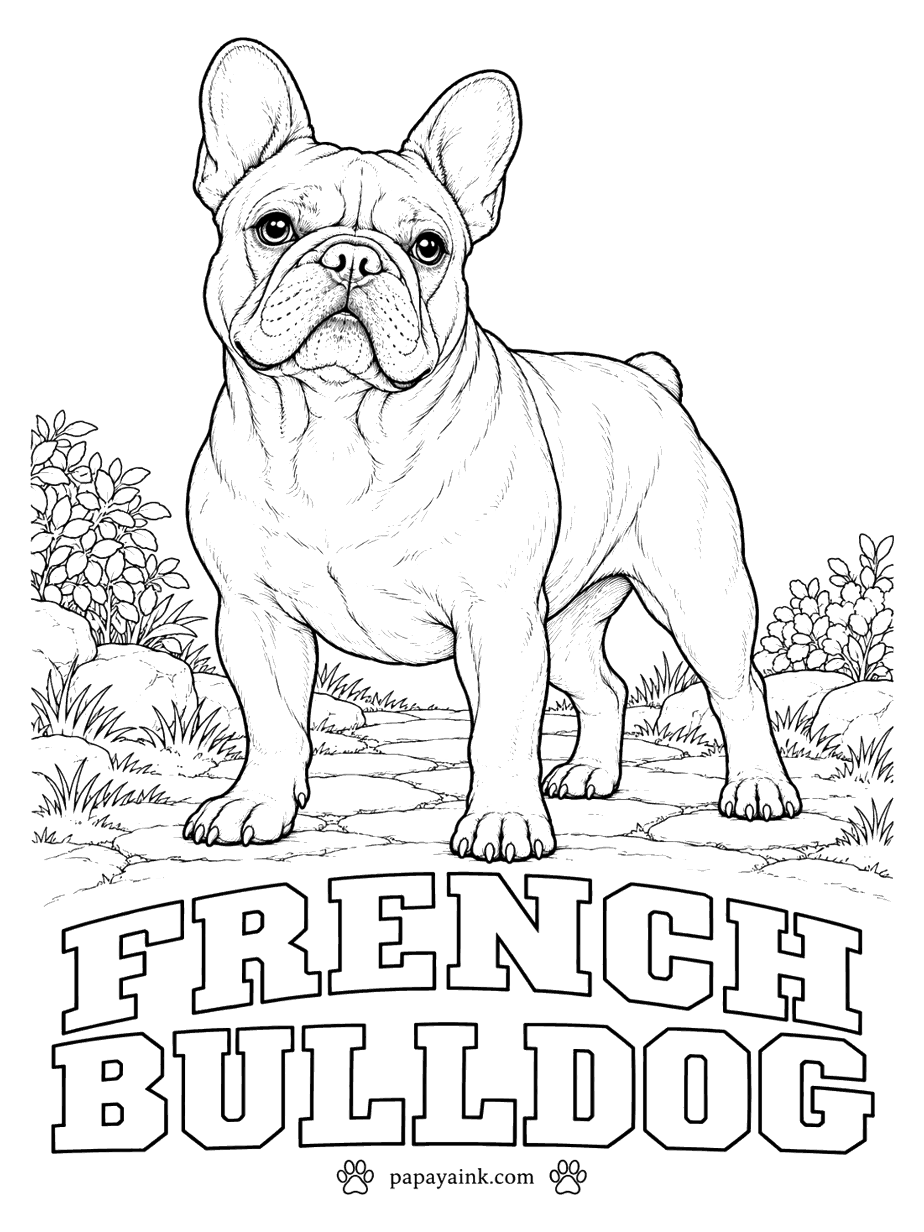 Free Printable Dog Coloring Pages - Bat ears are the whole point of a French bulldog, and here they stand straight up. Fawn, cream, brindle and white with brindle patches are all correct. Keep the inside of the ears pink and the muzzle a little darker than the rest.