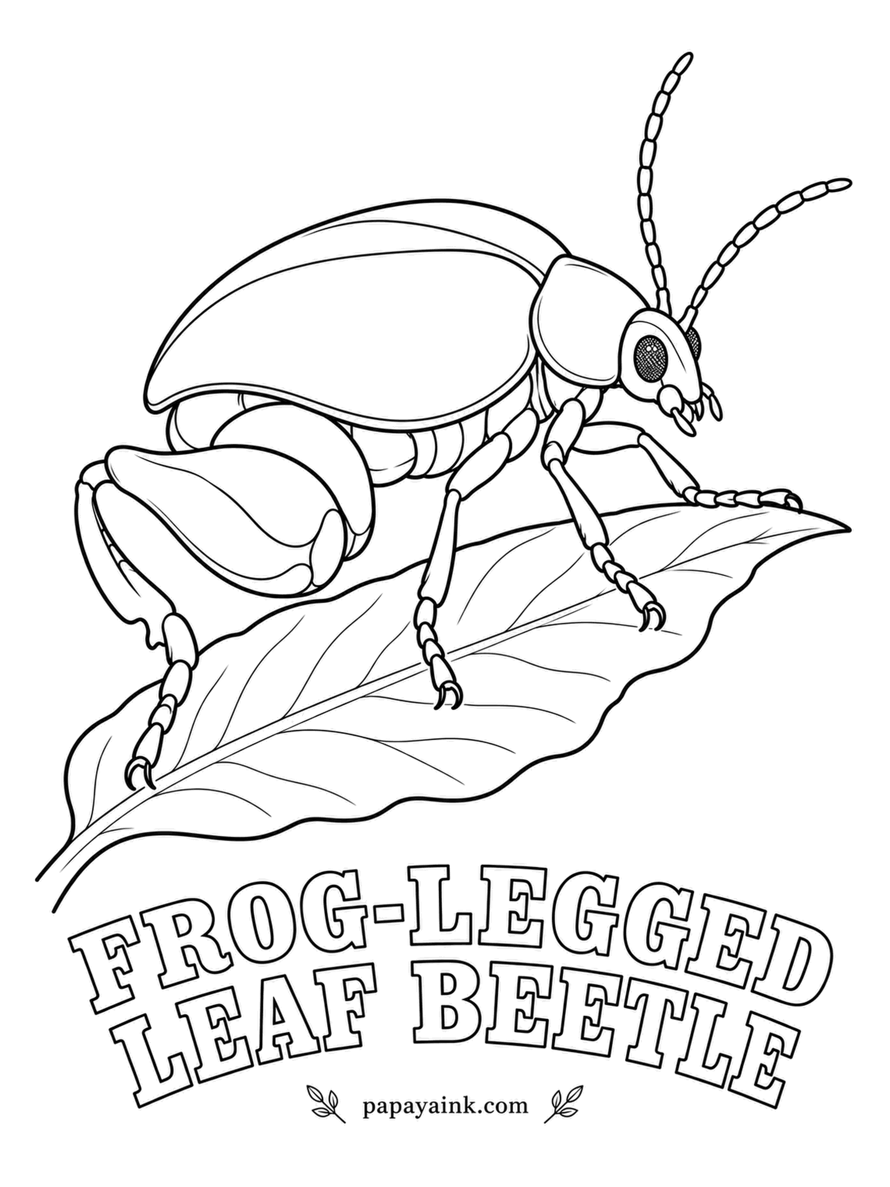 Beetle Coloring Pages - Swollen hind legs, yet no jumping: the frog-legged leaf beetle of Southeast Asia uses them to grip stems, and males use them to wrestle. The shell flashes metallic green, purple or copper. Detailed legs; color them to match.
