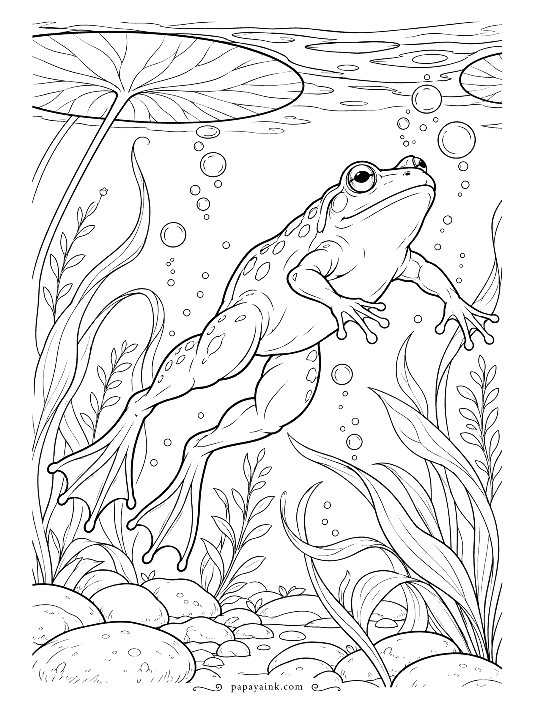 Frog Coloring Pages - Underwater view of a frog kicking toward the surface, webbed feet spread, bubbles rising past a lily pad seen from below. Shade the water lighter at the top and darker near the pebbles.