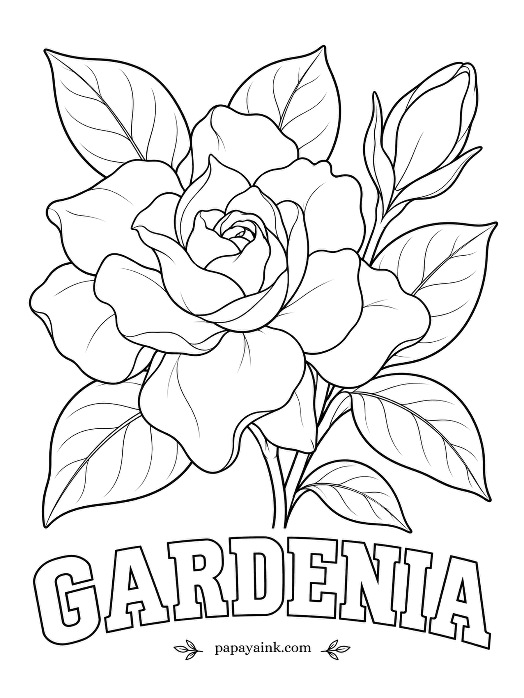 Free Flower Coloring Pages - Gardenia petals are so waxy that a single touch can leave a brown mark, which is why florists handle them with care. On paper they are safe: shade the folds in pale cream and keep the leaves a deep glossy green.