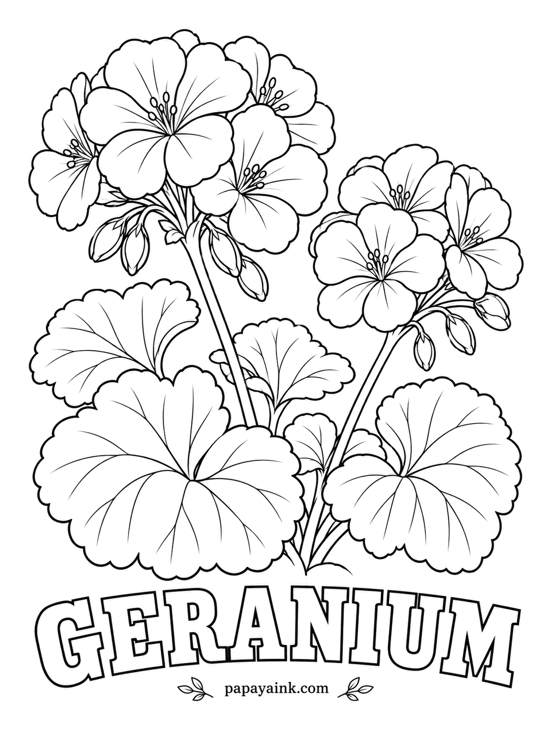 Free Flower Coloring Pages - Window boxes across Europe glow with geraniums all summer, since the plants shrug off heat and missed waterings. Try scarlet or salmon for the round flower heads, and add the darker horseshoe band many varieties carry on their leaves.