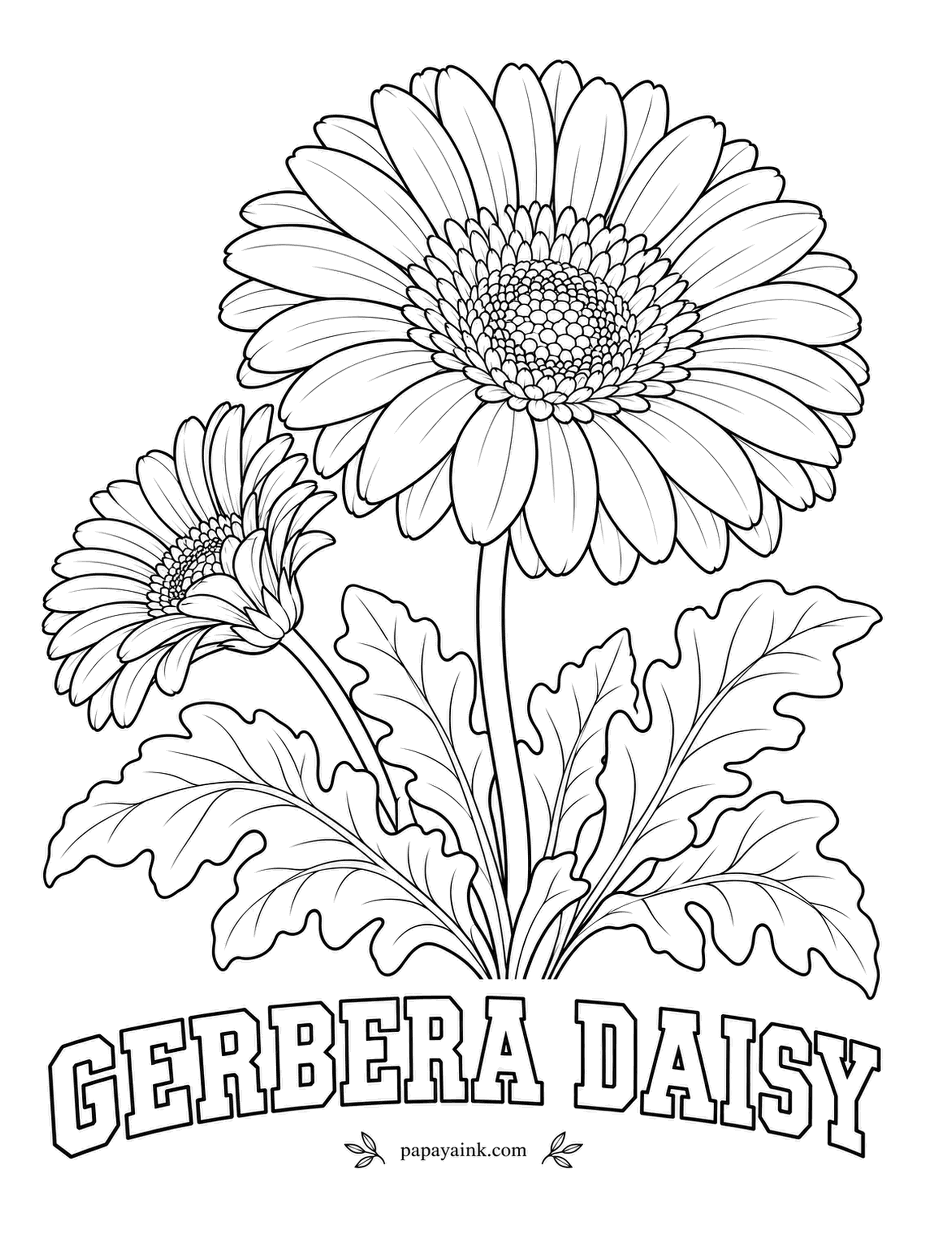 Free Flower Coloring Pages - Transvaal daisy is the old name, after the part of South Africa where it is native. Growers offer it in almost every color, so give each of the two flowers its own and keep the double ring of center florets darker.