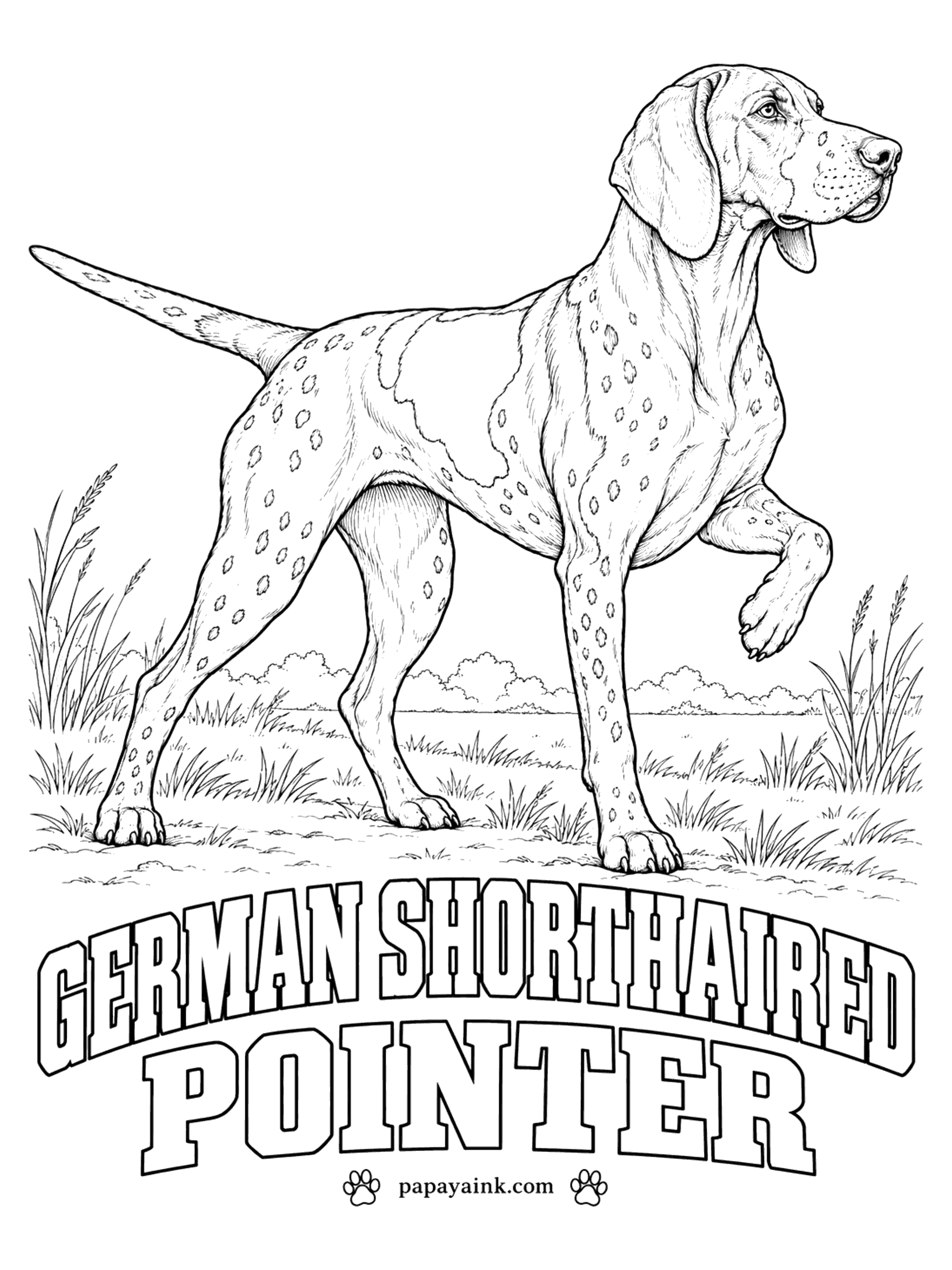 Free Printable Dog Coloring Pages - Caught on point with one front paw lifted, the pose that gives the German shorthaired pointer its name. Use liver, a deep reddish brown: solid on the head, in large patches on the body, and as fine ticking over the white in between.