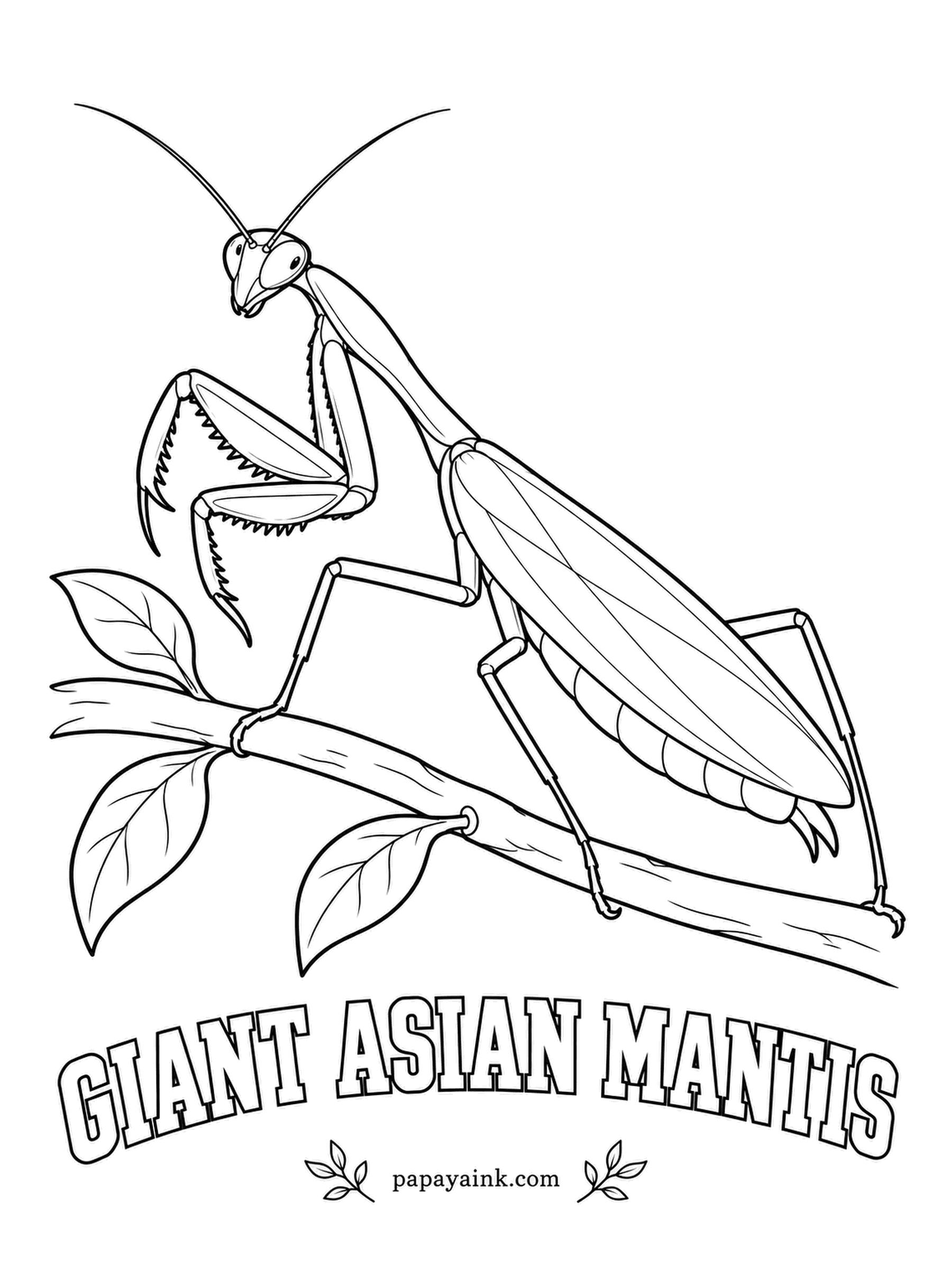 Insect Coloring Pages - Pet keepers love the giant Asian mantis: it grows longer than a finger and swivels its head to follow you around the room. The spiked forelegs fold away like a pocketknife. Bright leaf green with a lighter belly.