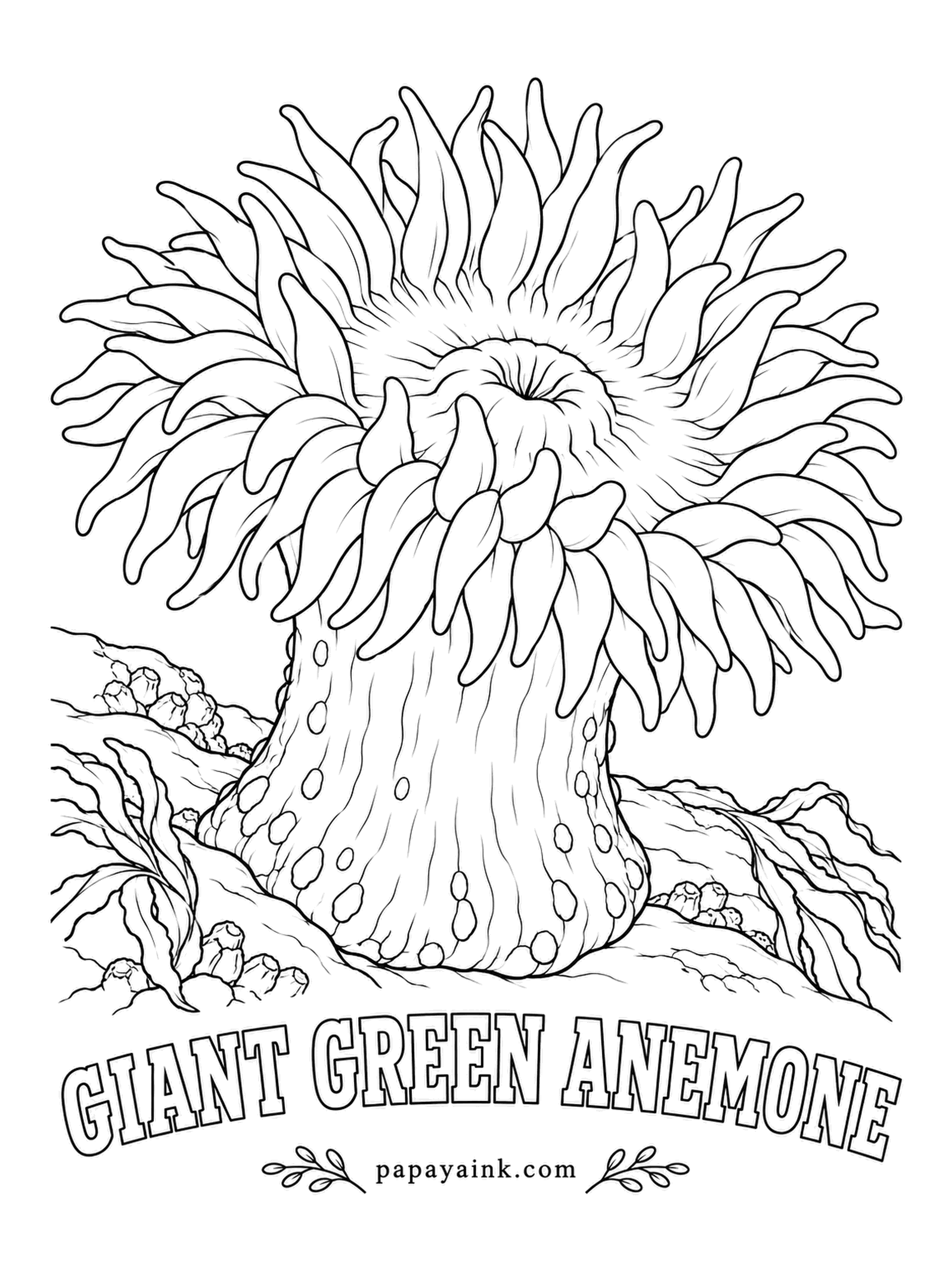 Sea Creature Coloring Pages - Tide pools along the Pacific coast are dotted with this anemone, and part of the green comes from algae living inside its tissue. At low tide it folds its tentacles in and waits for the water to return. Vivid green crown, olive column.