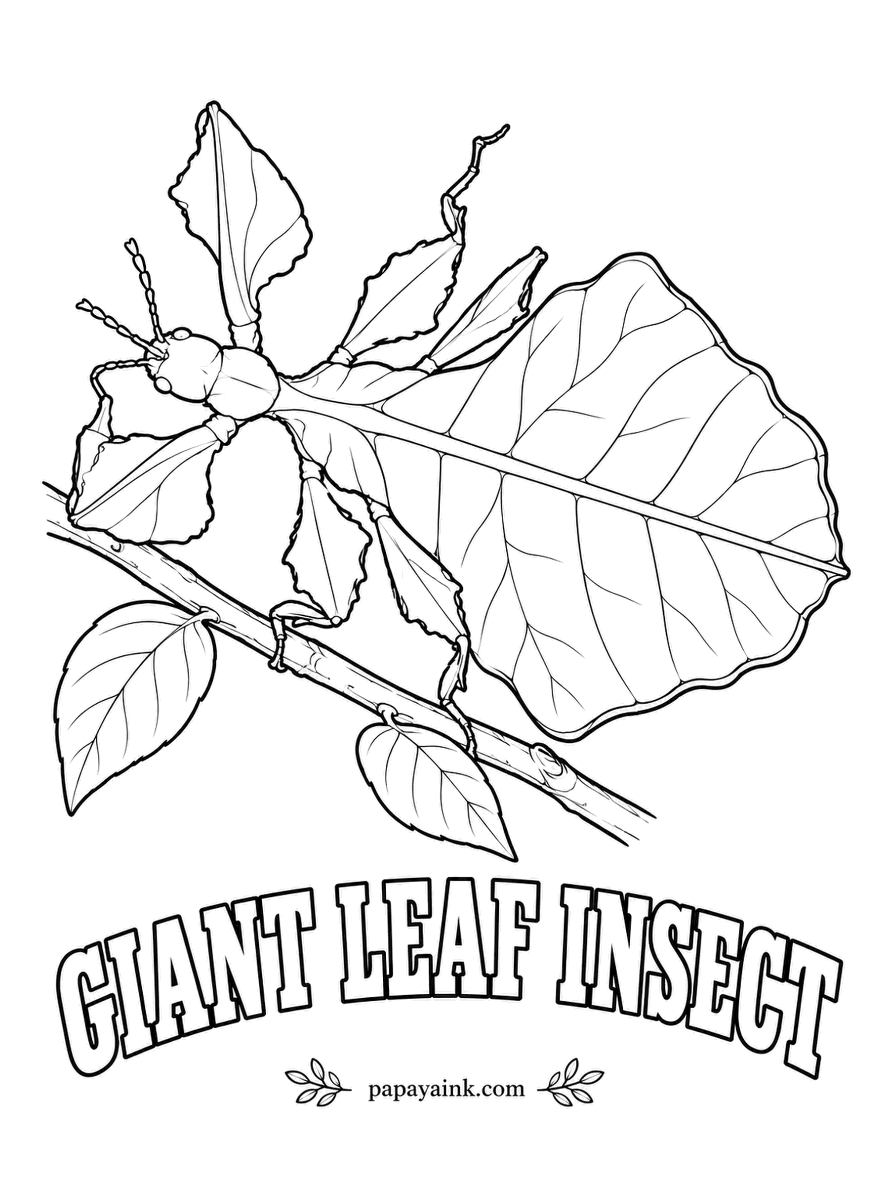 Insect Coloring Pages - Even its legs have leaf-shaped flaps, edged with fake bite marks. The giant leaf insect of Malaysia rocks back and forth like foliage in a breeze, and females can lay fertile eggs without a male. Lime green, browner edges.