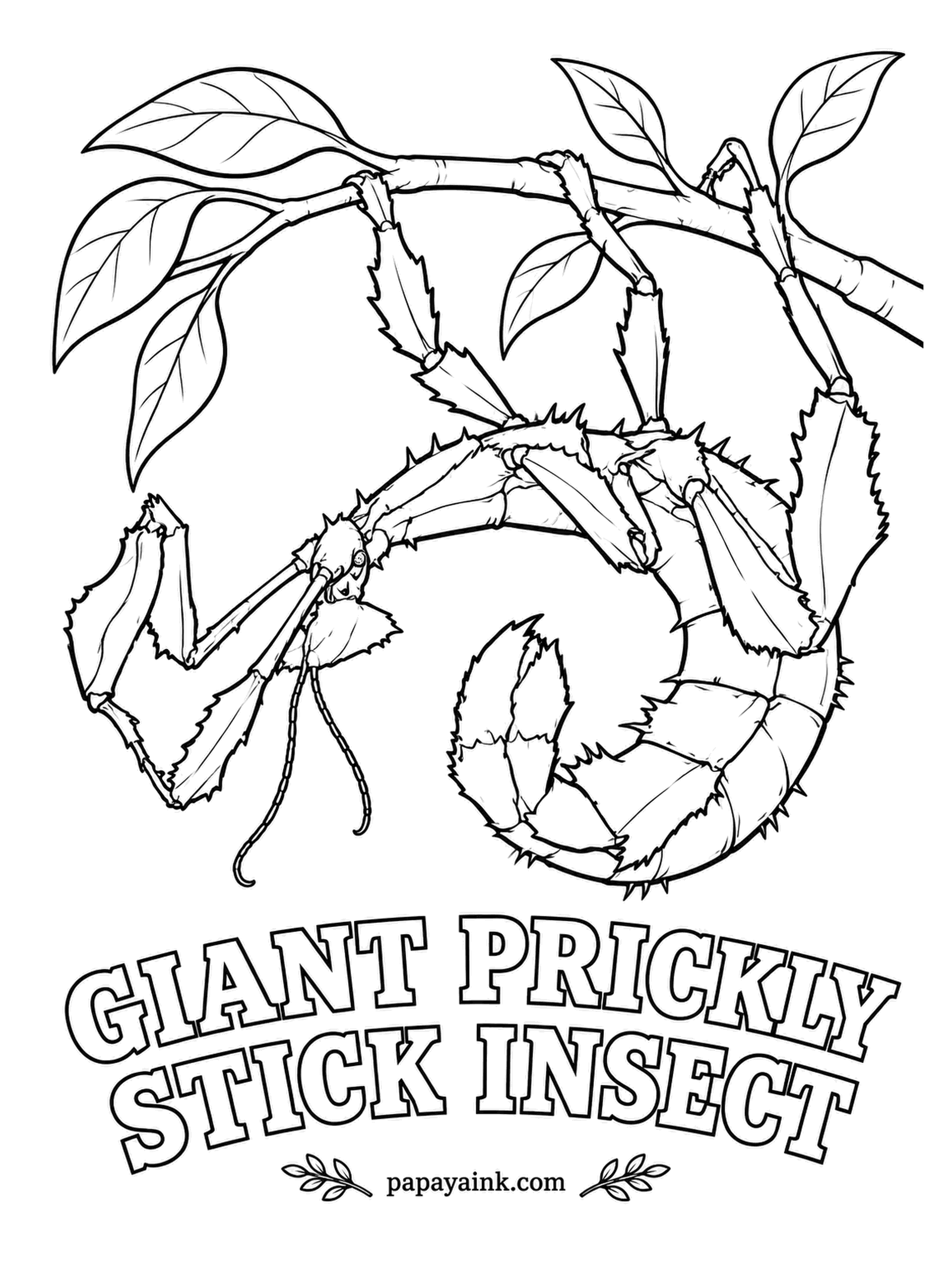 Insect Coloring Pages - Australia's giant prickly stick insect curls its spiny tail like a scorpion, but the threat is pure bluff. Ants carry its seed-like eggs underground and keep them safe. Sandy brown, with the spikes in darker brown. Detailed.
