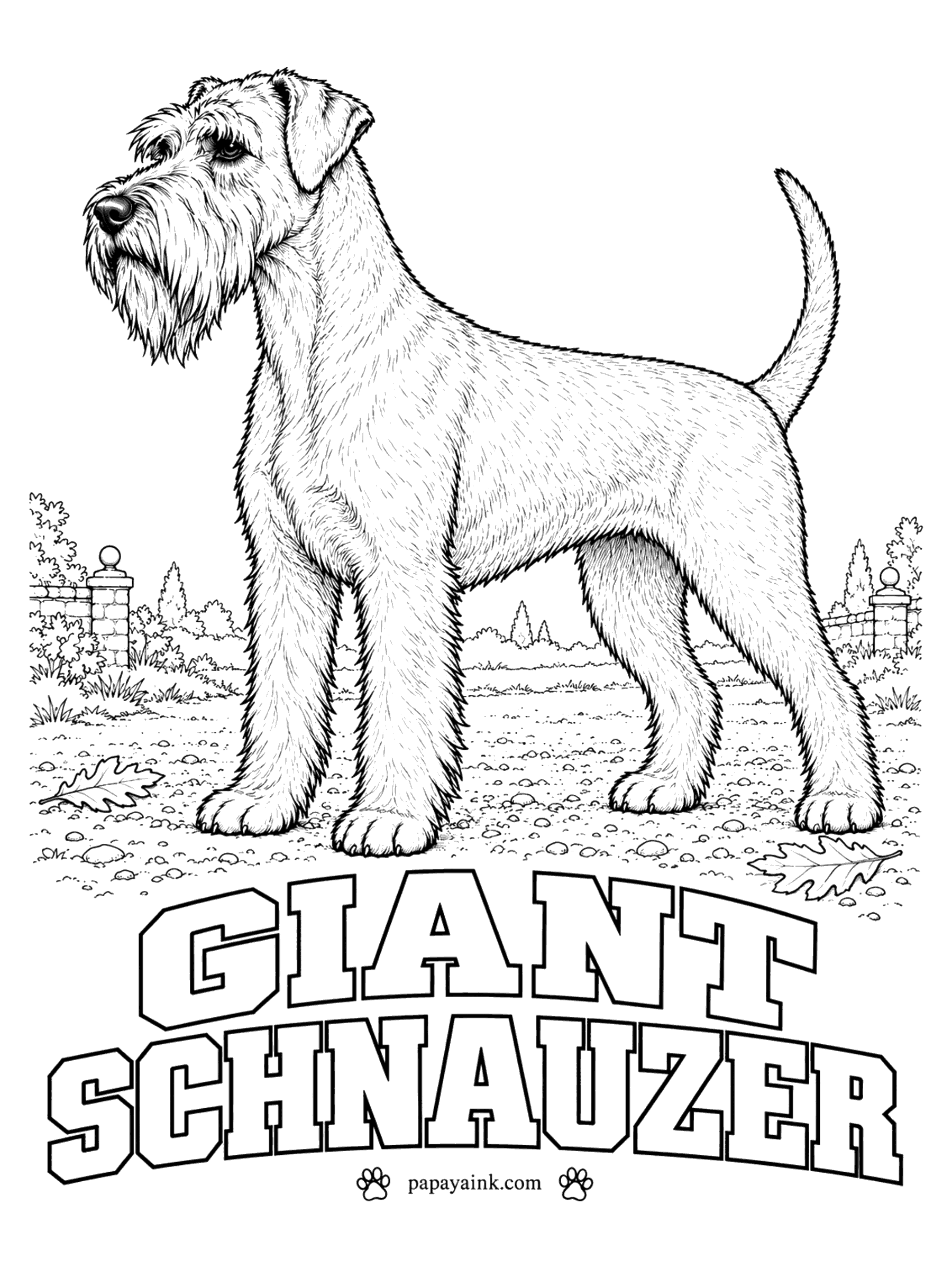 Realistic Dog Coloring Pages - The giant schnauzer began as a cattle-driving dog in Bavaria, which explains the build under all that wire. Only two colors exist: solid black, or pepper-and-salt, a gray made of banded hairs. For pepper-and-salt, leave the eyebrows and beard a little lighter than the body.