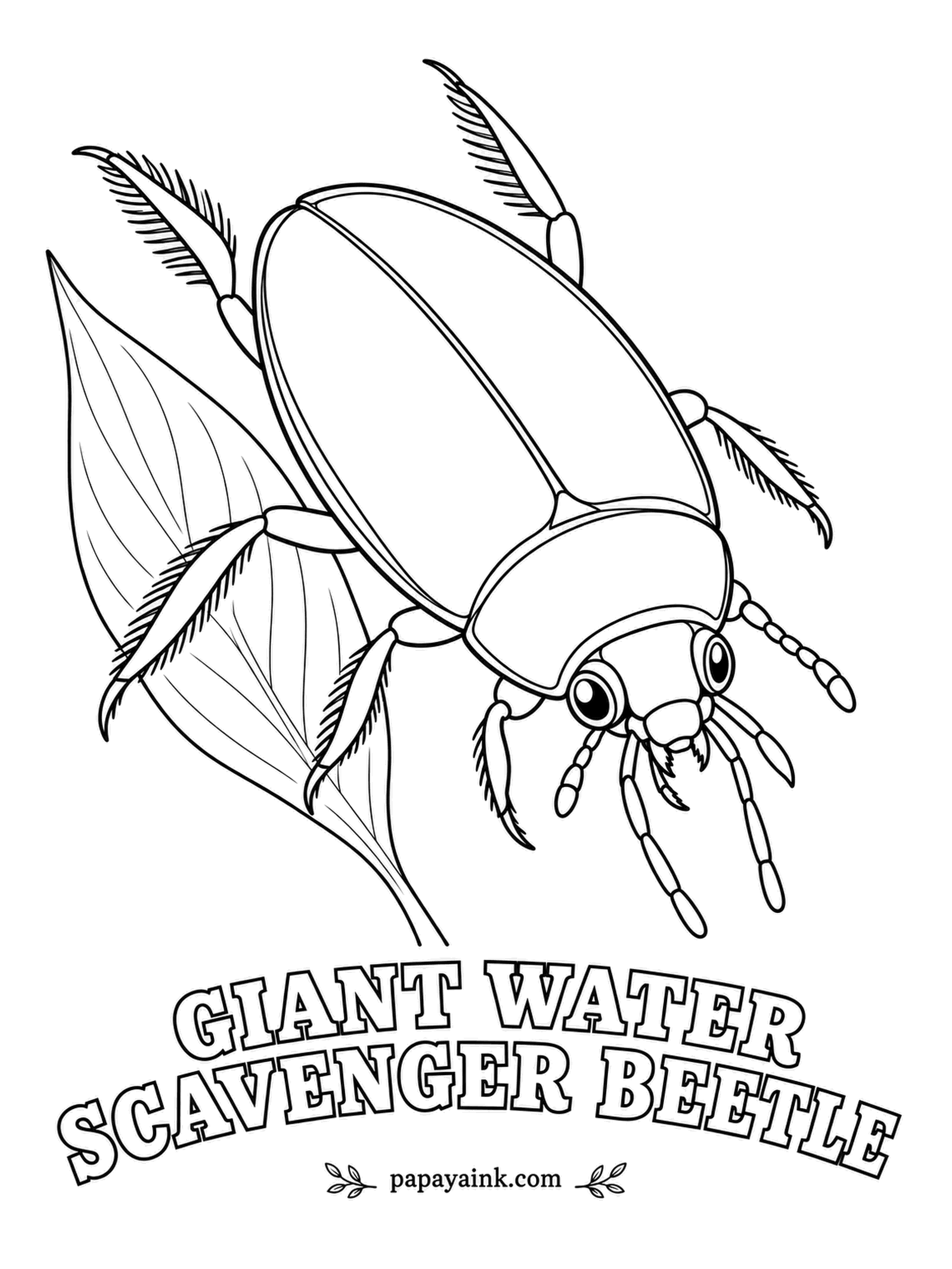 Beetle Coloring Pages - Its belly shines silver underwater, thanks to a thin film of air trapped in fine hairs. Unlike diving beetles, the giant water scavenger paddles with its legs out of sync and mostly eats plants. Deep olive-black, silver below.