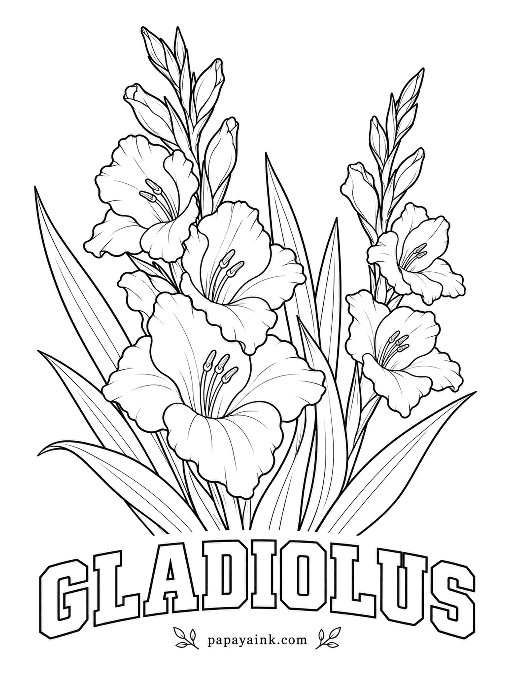 Free Flower Coloring Pages - Florists cut gladiolus when only the lowest bud shows color, and the rest open in the vase one after another. Salmon, coral and white are the classic choices, and the ruffled petal edges take a slightly darker line of the same hue.