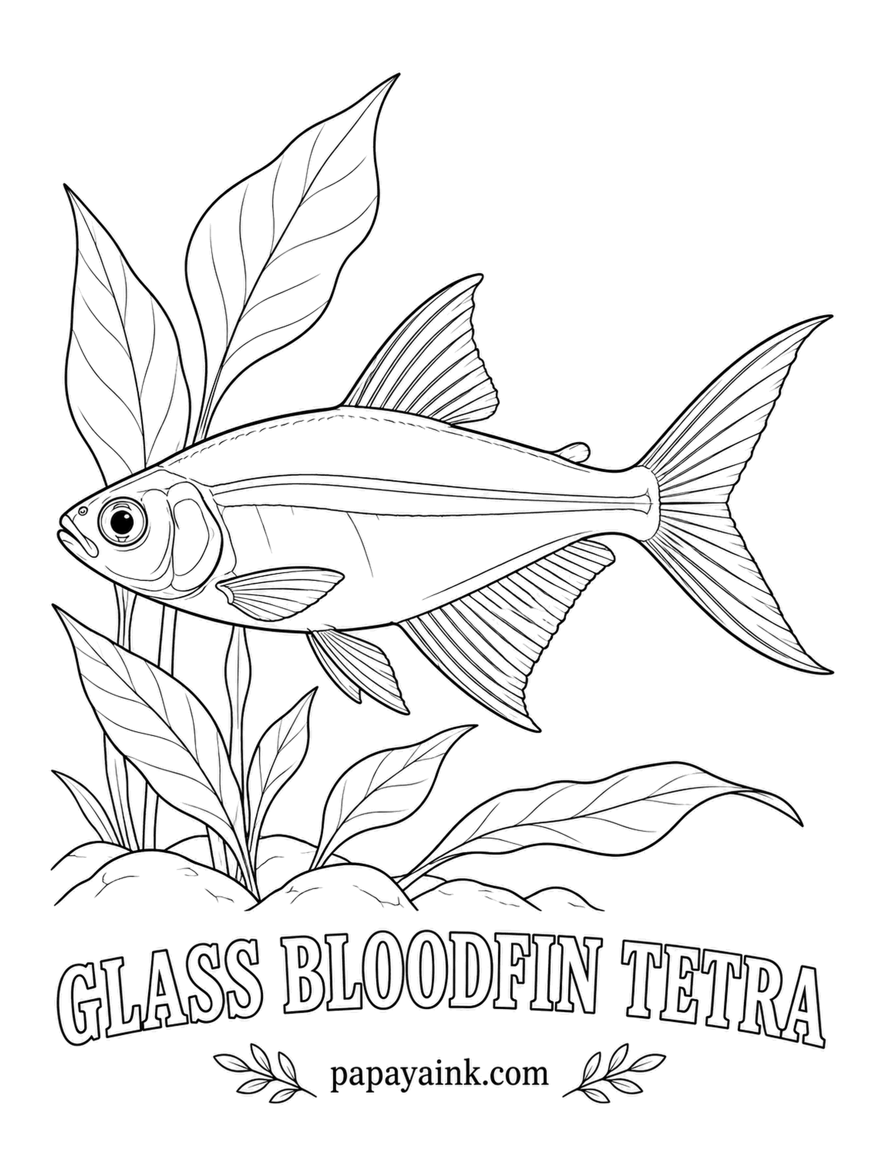 Aquarium Fish Coloring Pages - Clear as window glass except for the tail, which looks dipped in red paint. Glass bloodfins cruise just under the surface in small groups. Leave the fish almost bare, with a whisper of gray, and spend all the color on the tail.