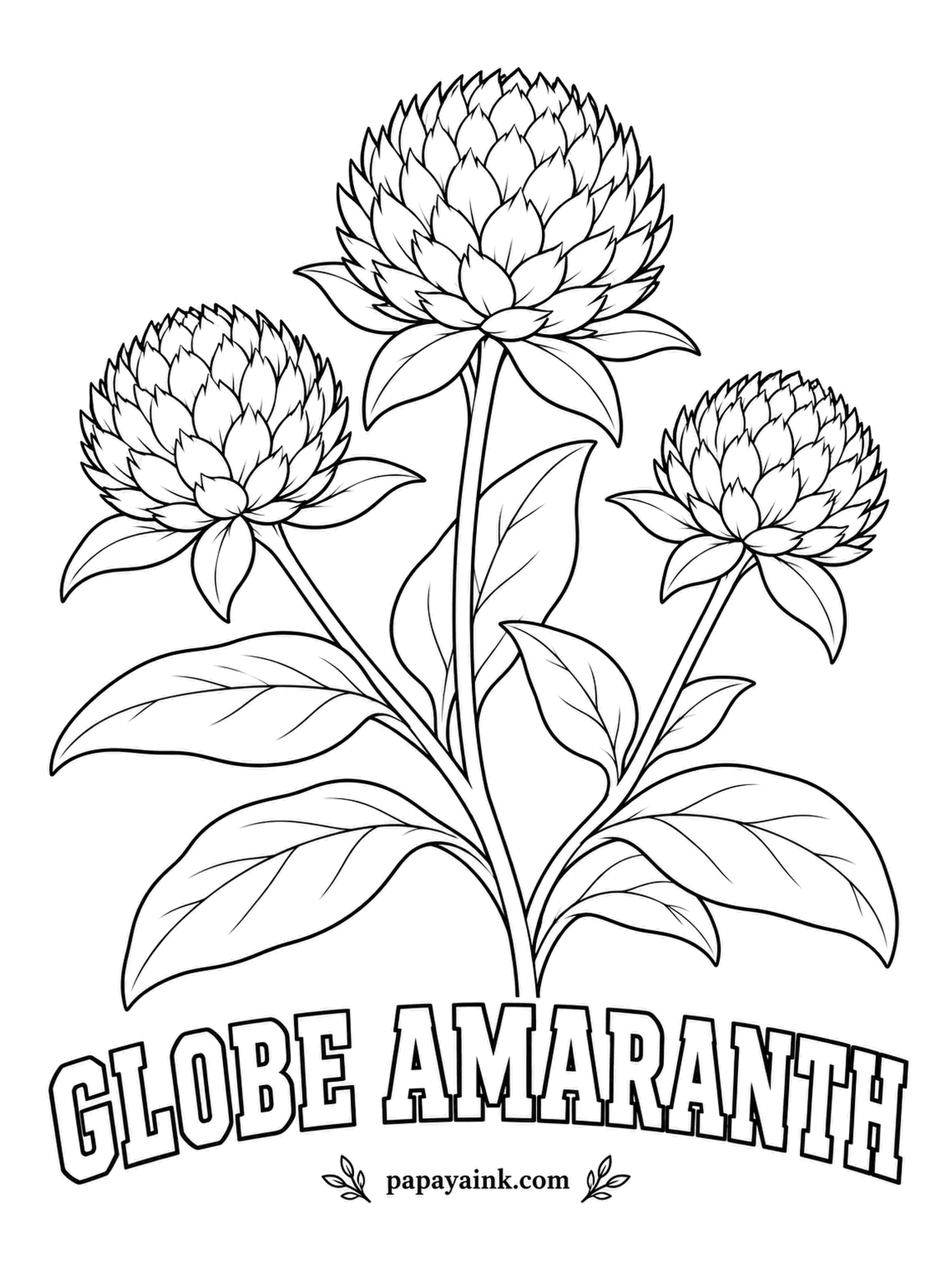 Free Flower Coloring Pages - Globe amaranth keeps its color for months after drying, so it turns up in wreaths and winter bouquets. Butterflies visit the round clover heads all summer; magenta and plum are the usual shades.
