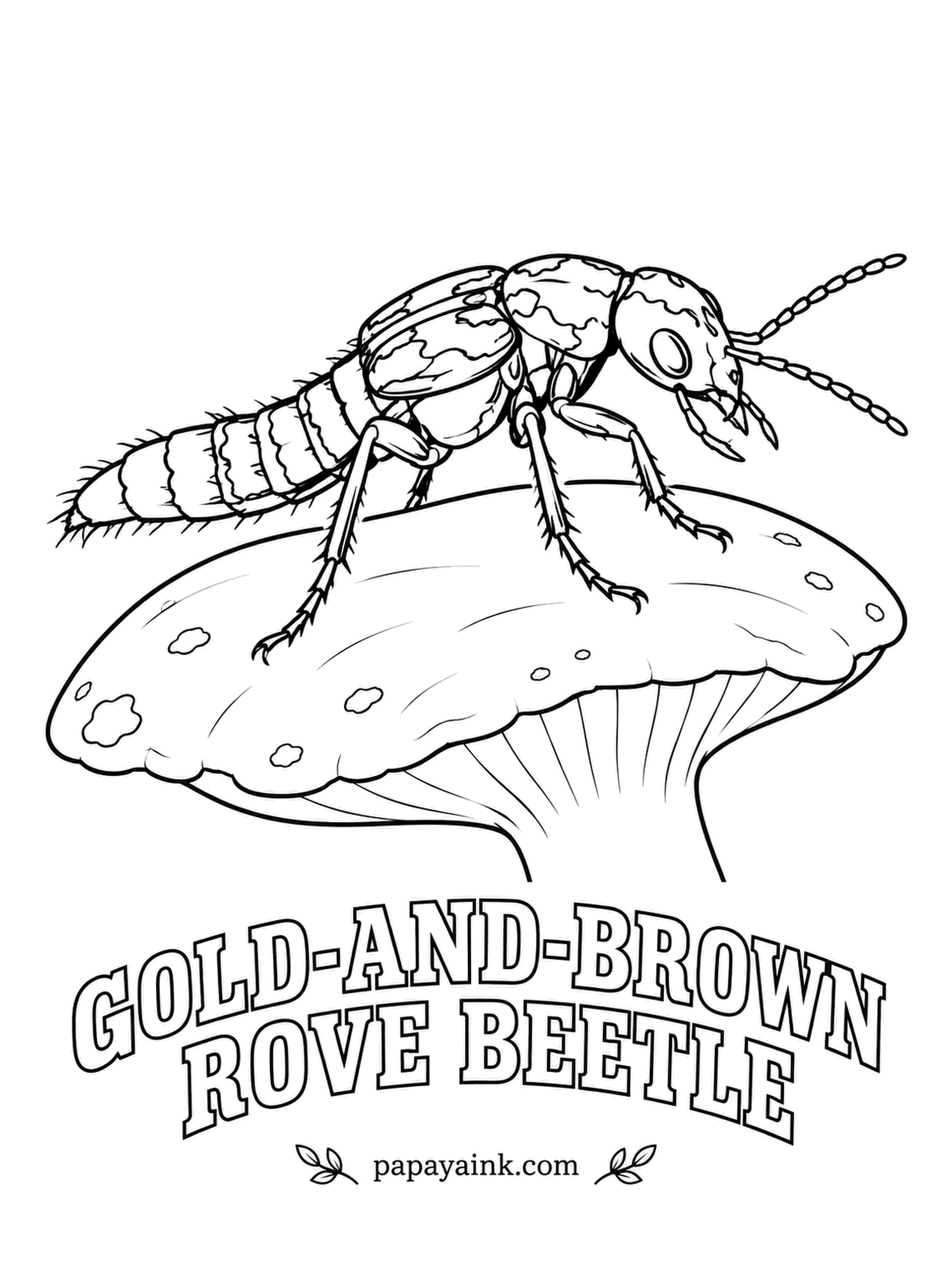 Beetle Coloring Pages - Rove beetles fold their wings under short wing covers, leaving the long abdomen bare. This one hangs around mushrooms and ambushes the flies that visit them. Mottled brown with gold patches. Detailed.