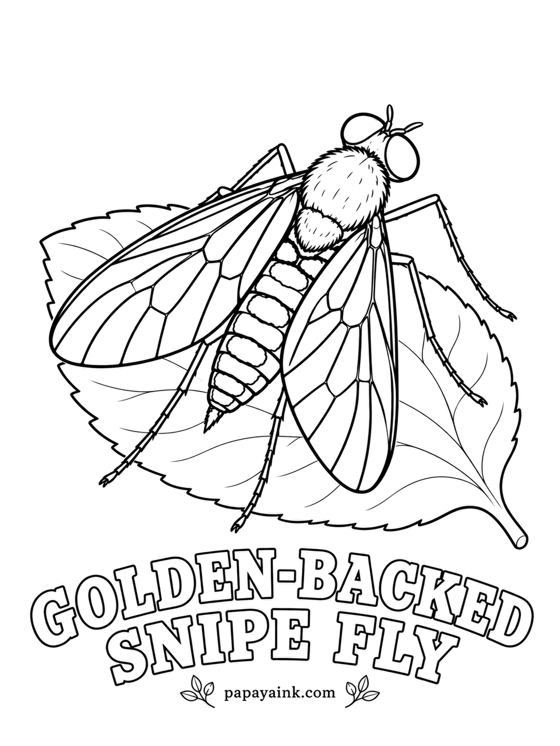 Insect Coloring Pages - A furry cape of gold hair covers the thorax of the golden-backed snipe fly, a harmless resident of eastern woodlands that likes to sit on leaves at eye level. Metallic gold on top, a black abdomen with thin pale bands.