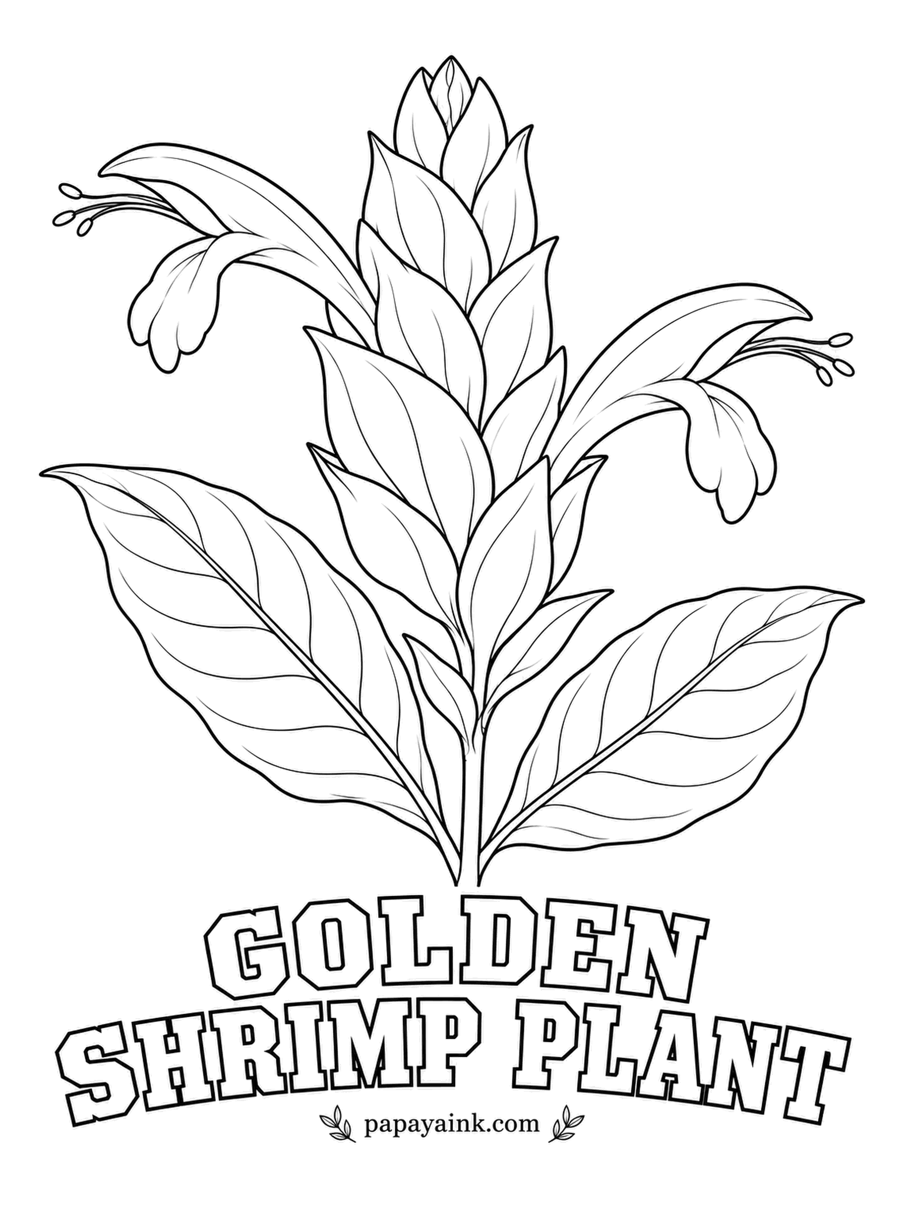 Realistic Flower Coloring Pages - Stacked yellow bracts form a candle, and white flowers slip out from between them. Golden shrimp plant is a Peruvian shrub and a favorite on sunny patios. Lemon yellow layers, white tongues, ribbed dark leaves.