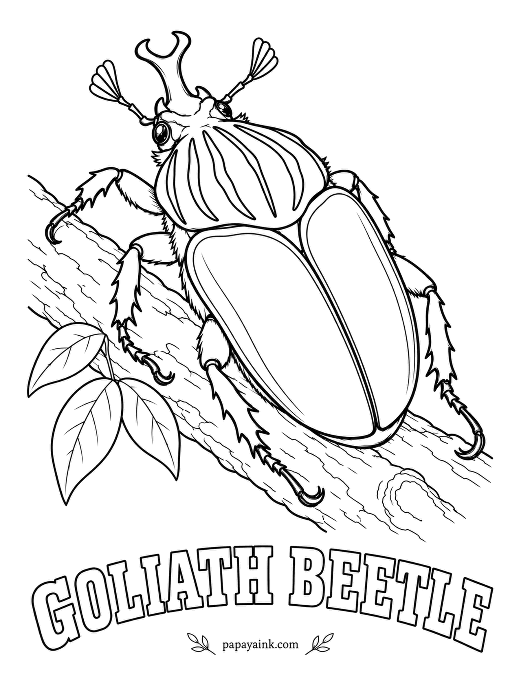 Beetle Coloring Pages - Weighed as a grub, the goliath ranks among the heaviest insects on record, topping three ounces before it ever becomes an adult. The grown beetle keeps the drama: bold black and white stripes on the collar, wing covers from cream to chestnut.