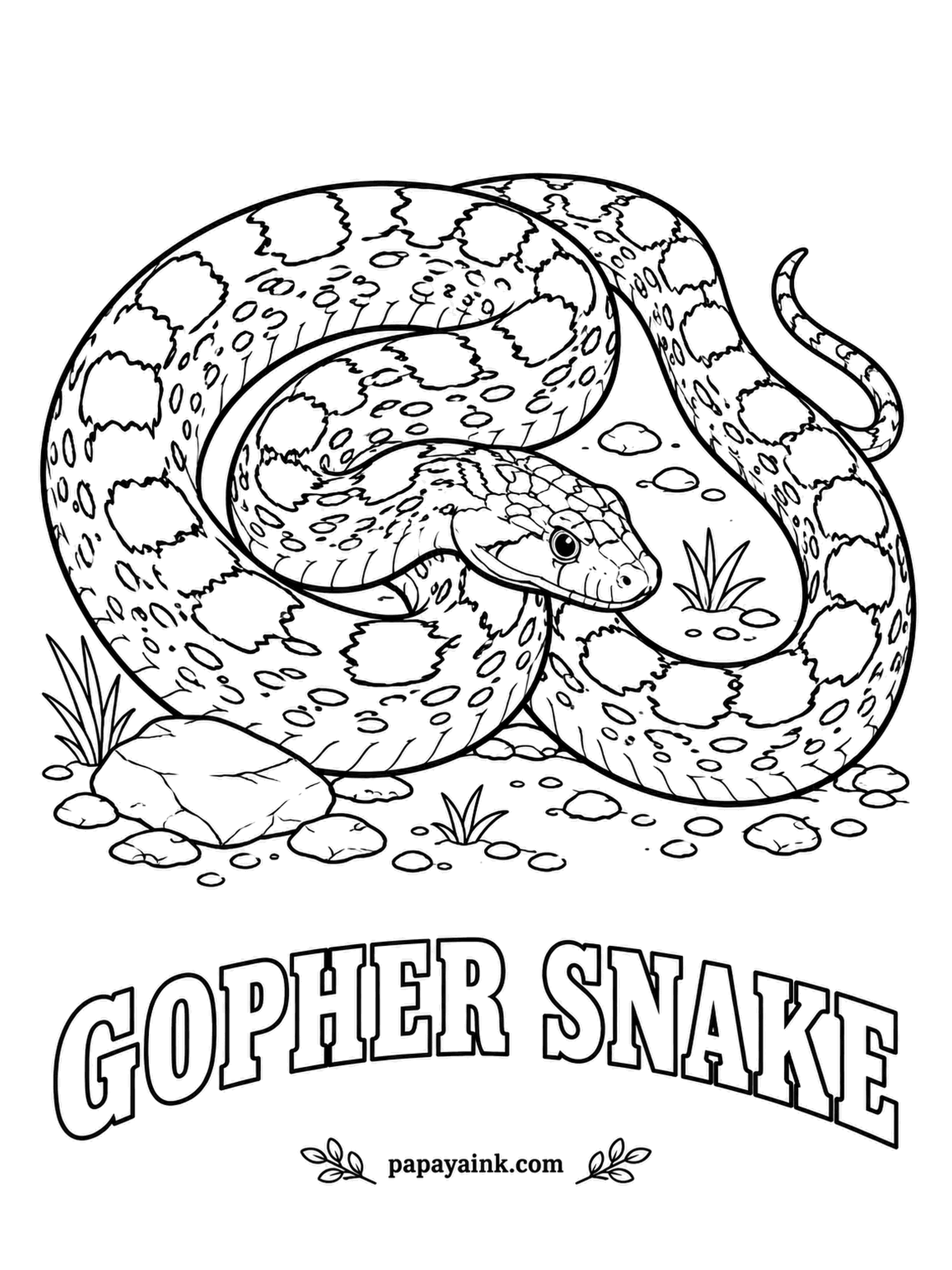 Reptile Coloring Pages - When cornered, the gopher snake does a rattlesnake impression: it flattens its head, hisses loudly and buzzes its tail in dry leaves. It has no rattle and no venom, only nerve. Cream or straw yellow with dark brown saddles.