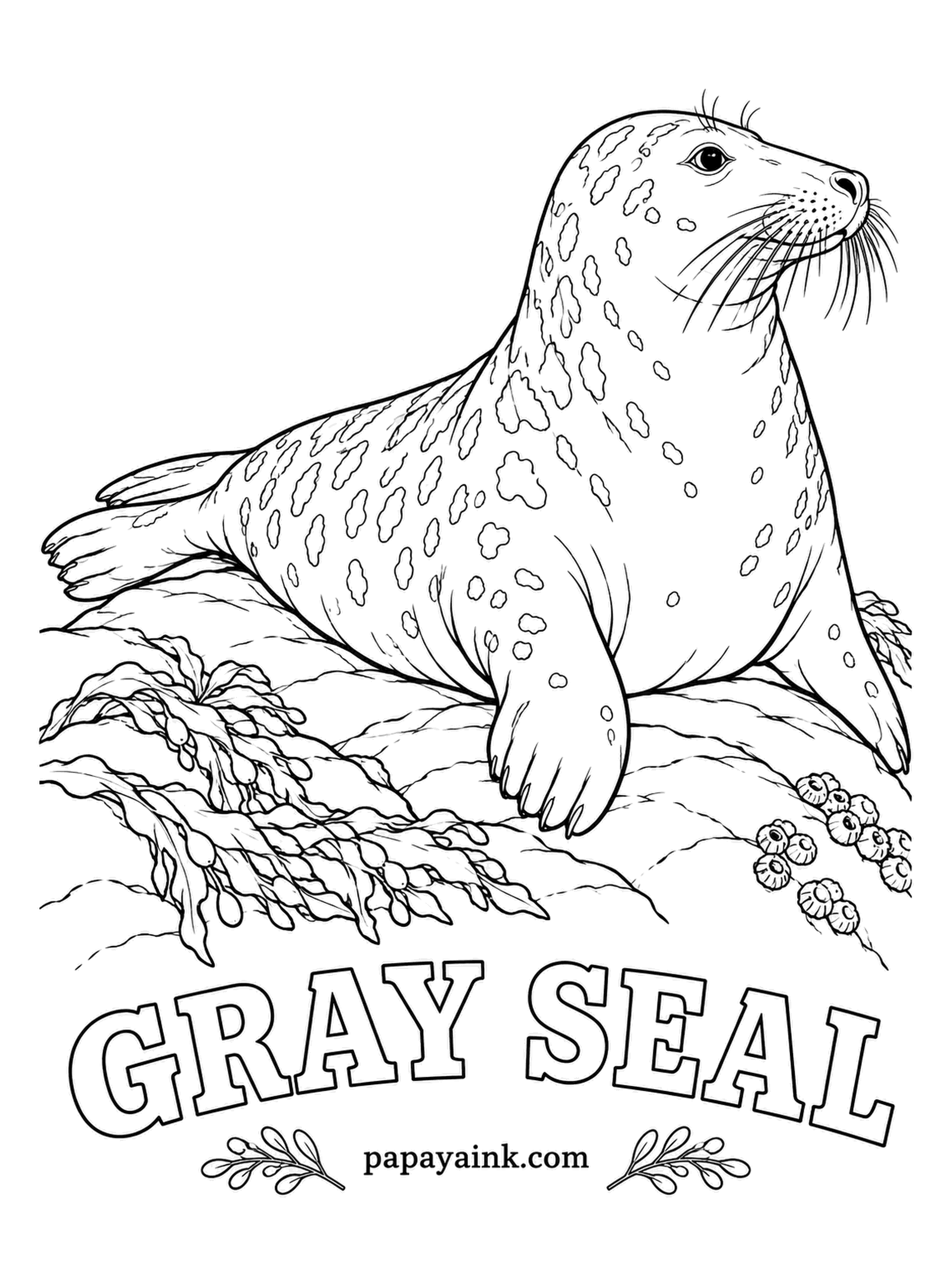 Sea Creature Coloring Pages - The long, straight profile earned the gray seal its scientific name, which translates roughly as hook-nosed sea pig. Flattering. The coat is pale gray with dark blotches on females and the reverse on males, so pick a sex and commit.