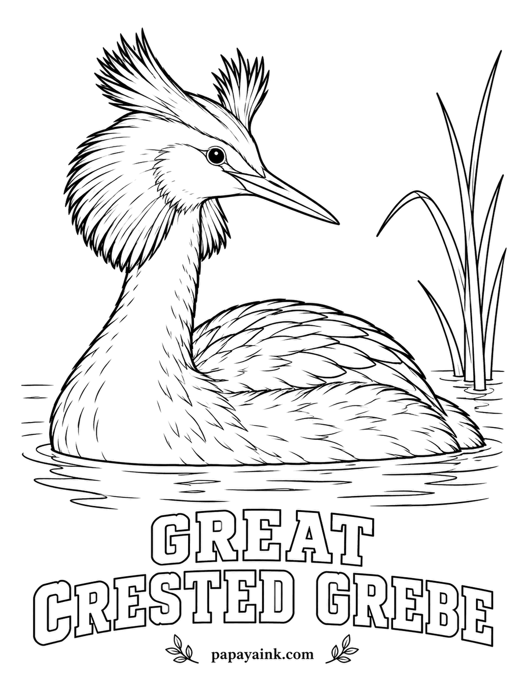 Realistic Bird Coloring Pages - In spring, pairs of great crested grebes perform the weed dance: both dive, come up with waterweed and rise breast to breast. This one is between performances. Chestnut and black frills framing the face, a white cheek and a sooty crest.