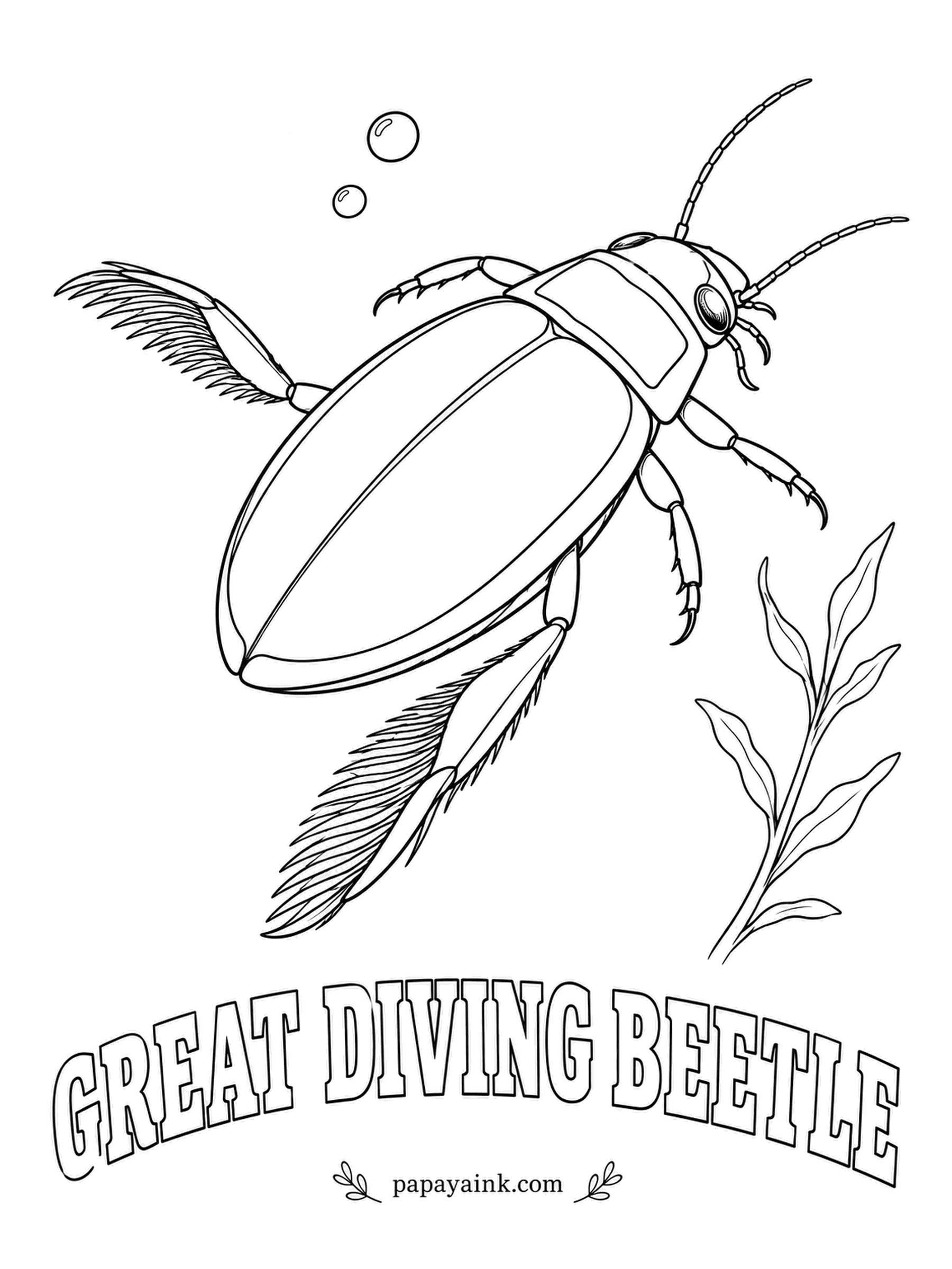 Beetle Coloring Pages - Every dive starts at the surface: the great diving beetle tucks a bubble of air under its wing covers and carries it down like a scuba tank. Olive-black on top, with a narrow yellow rim around the shell and collar.