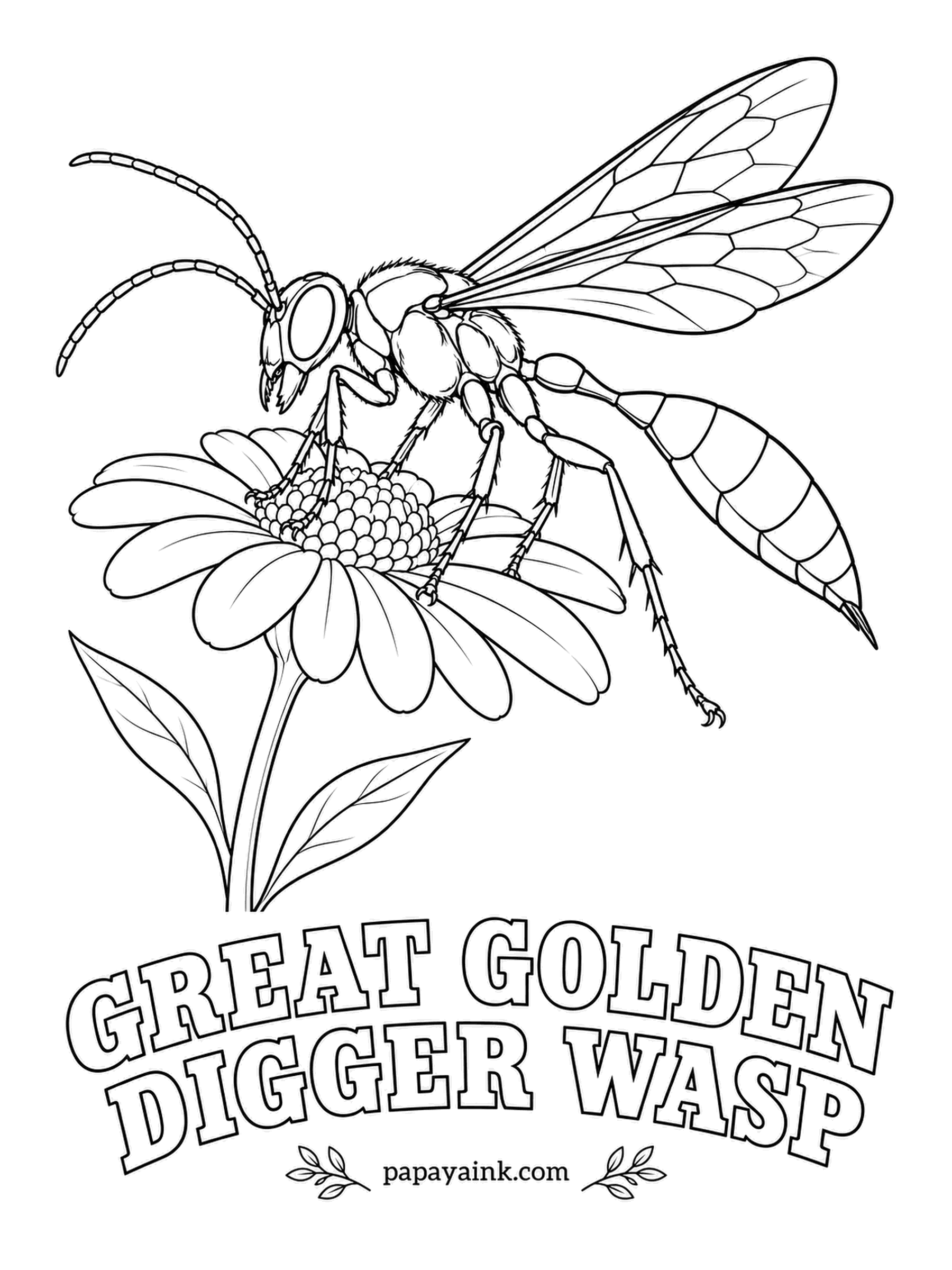 Insect Coloring Pages - Katydids are the baby food here: the great golden digger wasp stocks a sandy burrow with them for her young. The adults themselves sip nectar from daisies and milkweed. Rusty orange front half of the abdomen, black rear, golden fuzz on the head.