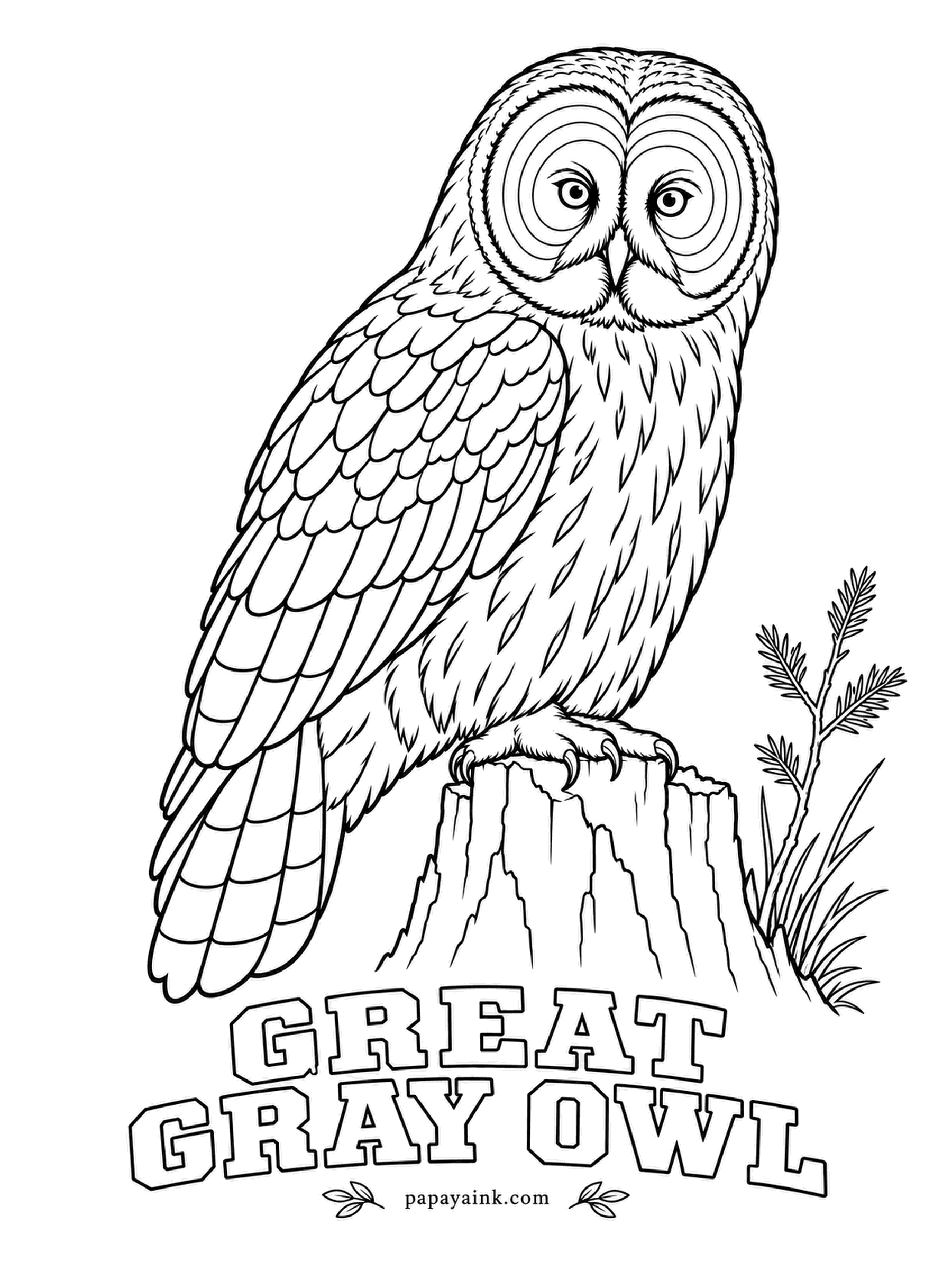 Realistic Bird Coloring Pages - Under all that fluff, the great gray owl is mostly feathers and much lighter than it looks. It can hear a vole beneath deep snow and punch through to catch it. Soft ash-gray with dusky streaks, yellow eyes, a white bow tie under the face.