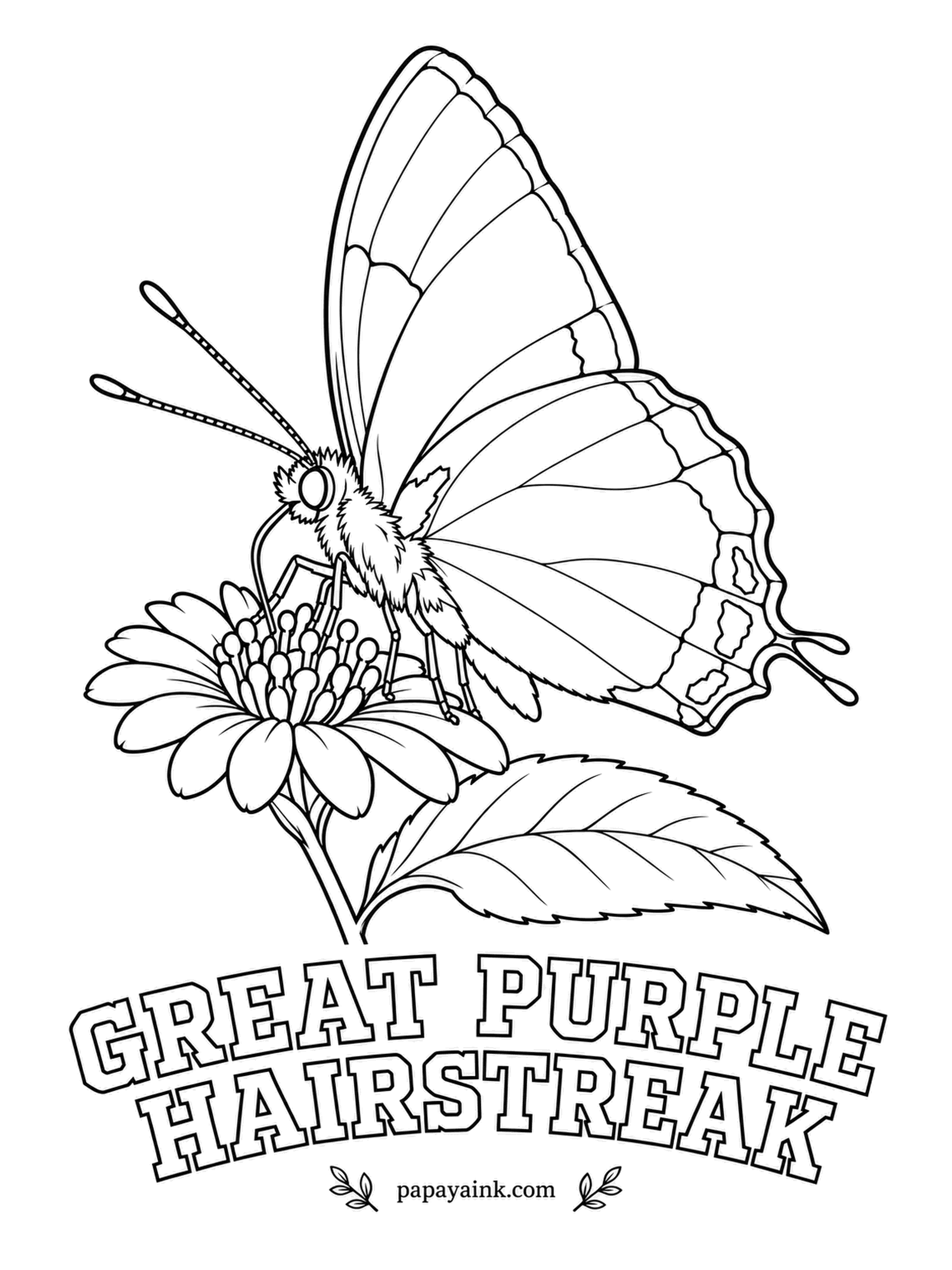 Butterfly and Moth Coloring Pages - The upper side flashes iridescent blue, the underside stays nearly black with red spots at the base of the wings and a bright orange abdomen. Mistletoe high in the trees is the only food its larvae take.