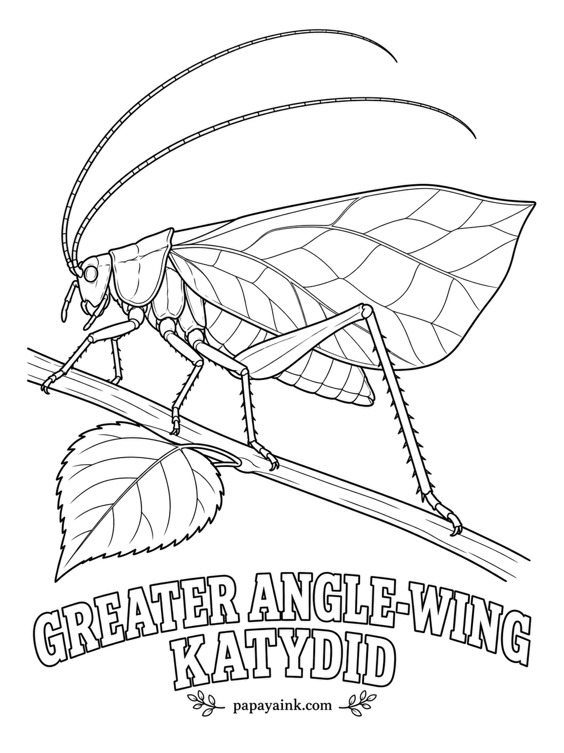 Insect Coloring Pages - Its wings are a leaf, midrib and all. The greater angle-wing katydid disappears among the foliage by day and gives itself away only with a ticking song after dark. Leaf green throughout, with a few brown freckles for realism.