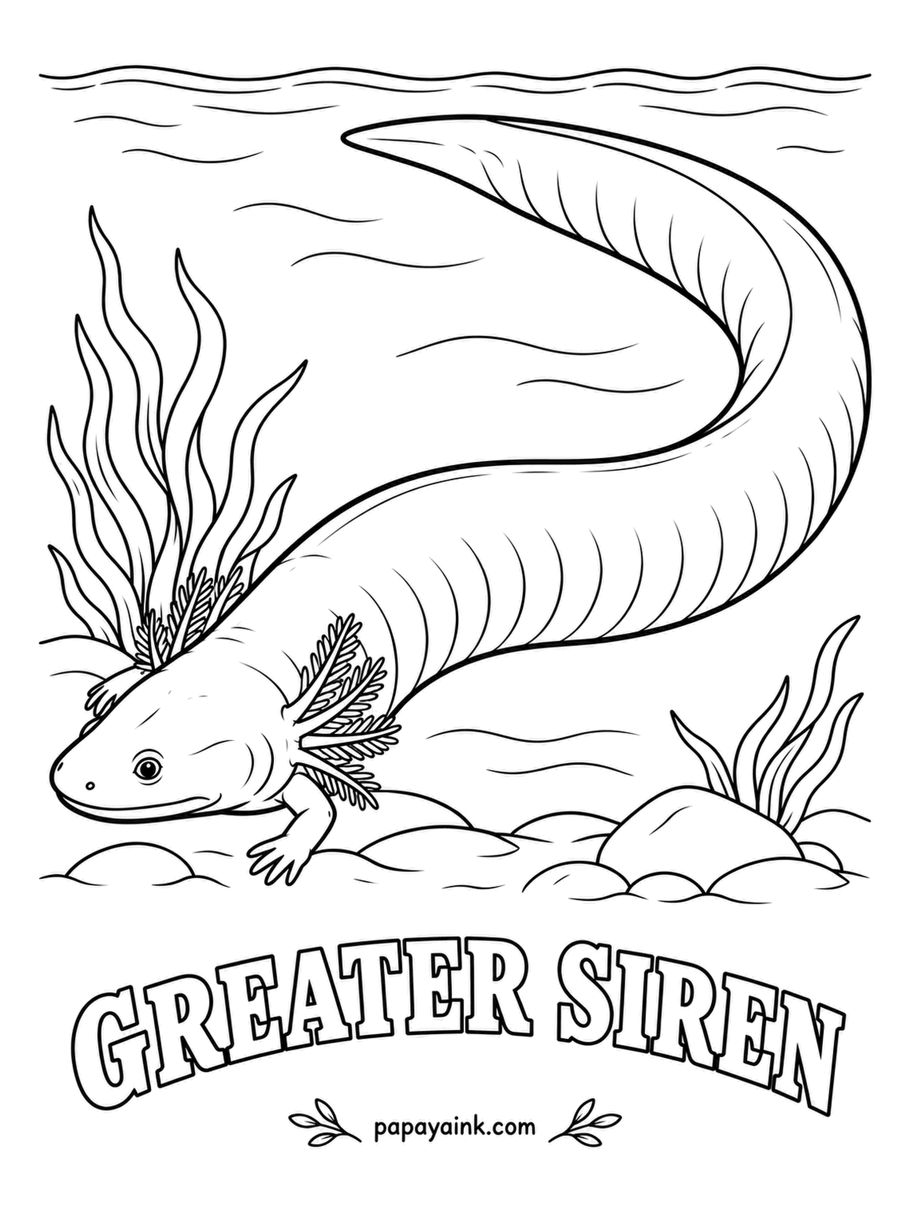 Amphibian Coloring Pages - An eel with two tiny front legs, feathery gills and nothing at the back end: the greater siren. When its swamp dries, it burrows into the mud, seals itself in slime and waits out the drought. Olive gray with faint darker speckles, lighter underneath.