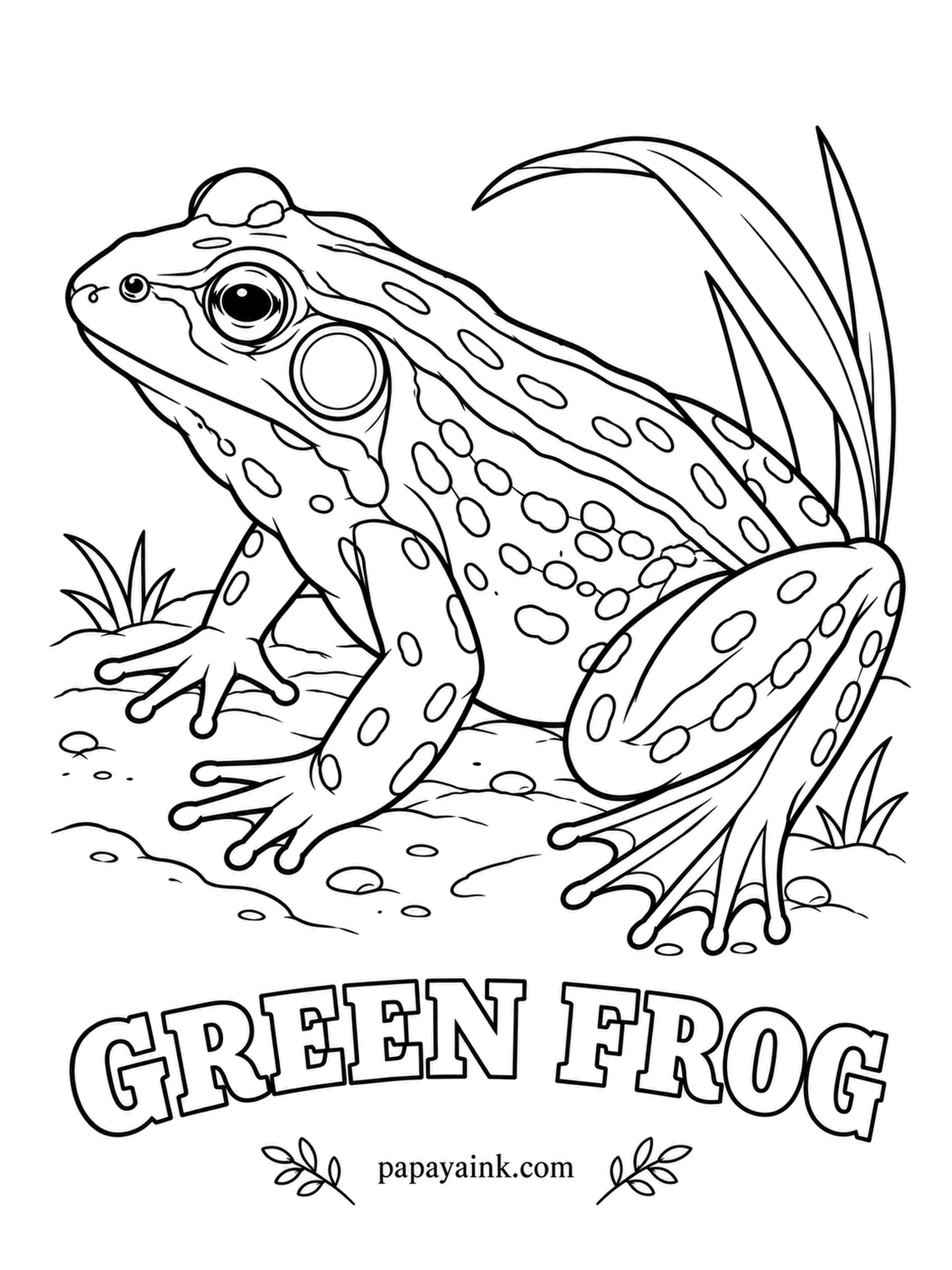 Amphibian Coloring Pages - A green frog's call sounds exactly like a loose banjo string being plucked. Two raised ridges running down the back tell it apart from a young bullfrog. Bright green lip and face, bronze-brown body, scattered dark spots.