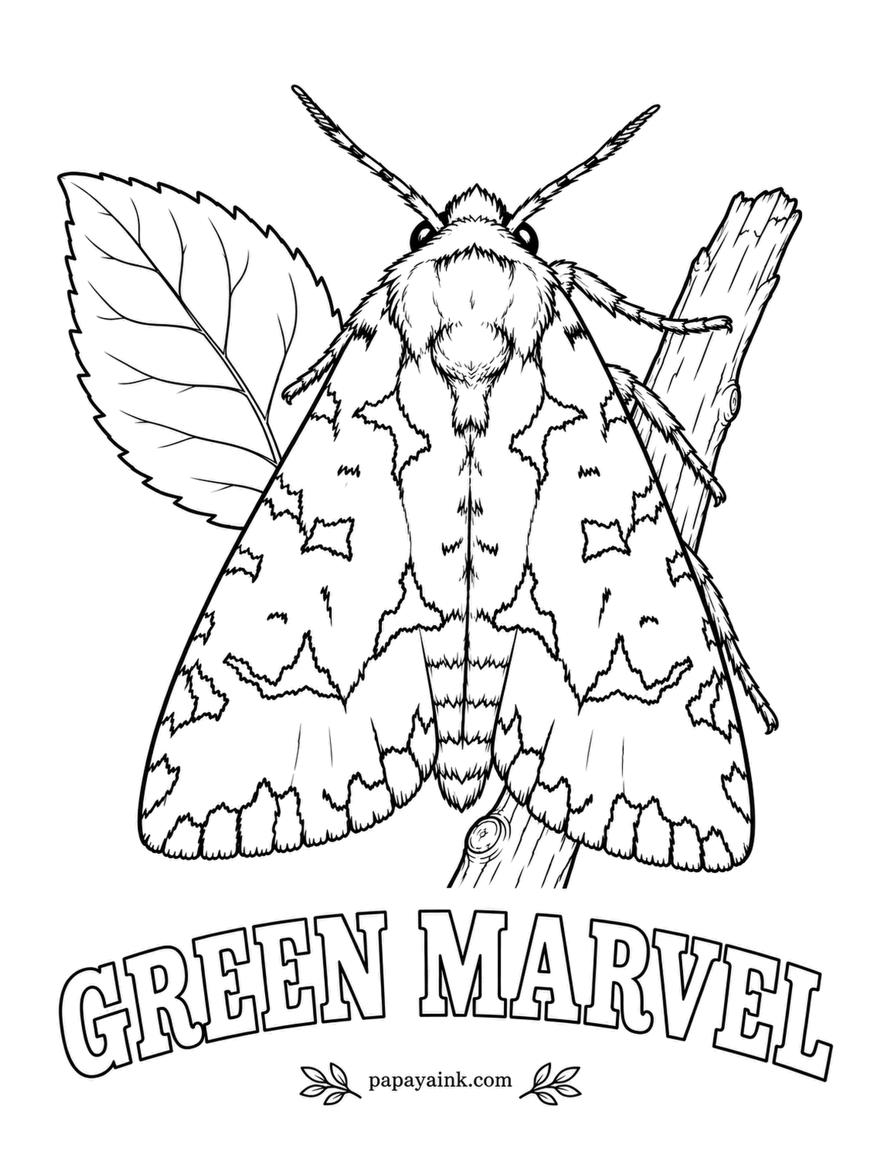 Butterfly and Moth Coloring Pages - Pale green wings covered in black lace, so convincingly like lichen that you can lose it on a mossy trunk. Resting with wings tented over its back. Soft sage green under the lace, and go lightly - the pattern is the point.