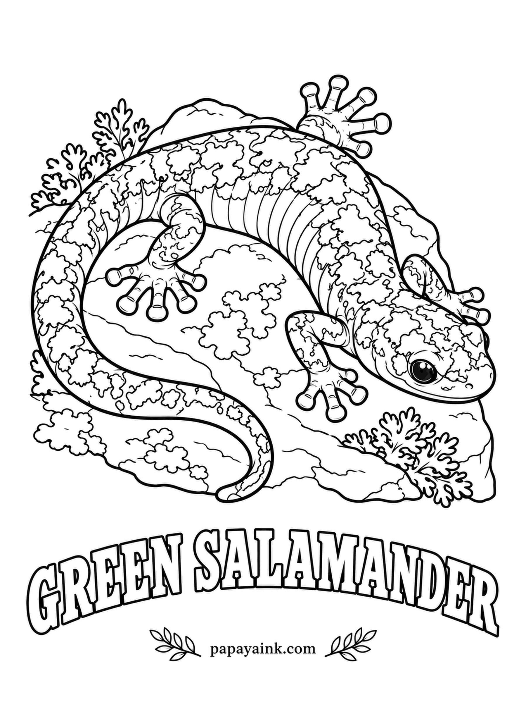 Amphibian Coloring Pages - Pressed flat as a flower in a book so it can slip between layers of sandstone cliffs, where its lichen-colored patches make it vanish: the green salamander is the one green species of eastern North America. Moss green mottling over black, square-tipped toes.