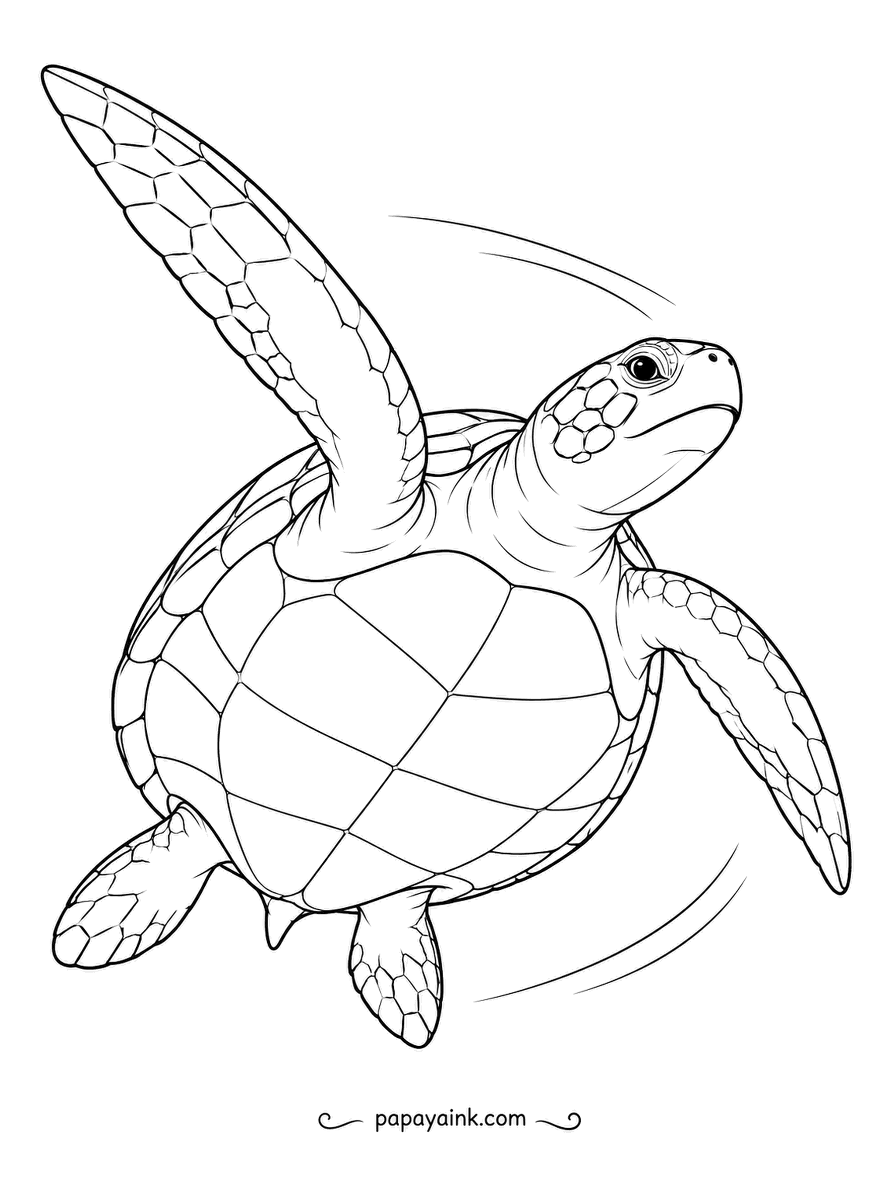 Turtle Coloring Pages - Banking into a wide turn, a green sea turtle sweeps one long flipper up high like a wing. Sea turtles really do seem to fly through the water, flapping their front flippers to glide along.