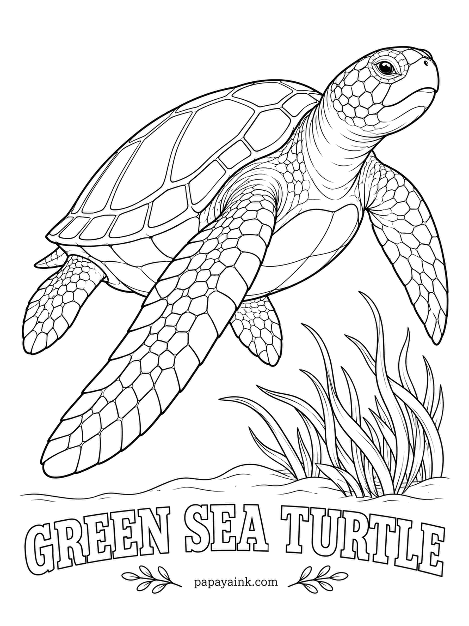 Sea Creature Coloring Pages - The green sea turtle is not green on the outside. The name comes from a layer of green fat under the shell, built from a lifetime of eating seagrass. Shell in olive and brown streaks, skin a soft gray-green.