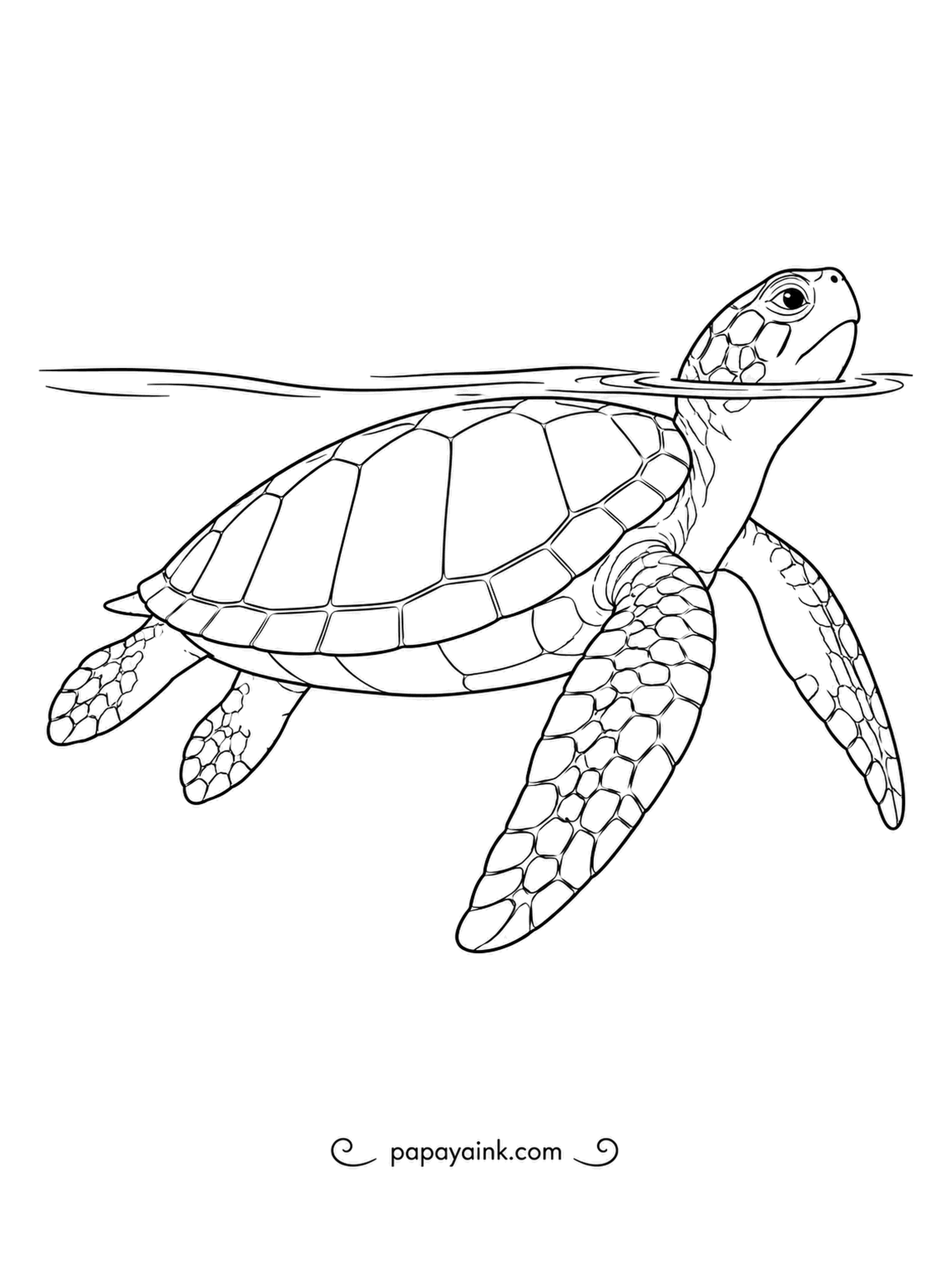 Turtle Coloring Pages - Nose above the waves, a green sea turtle grabs a breath of air before diving again. Resting sea turtles can stay underwater for hours, but they always come up to breathe.